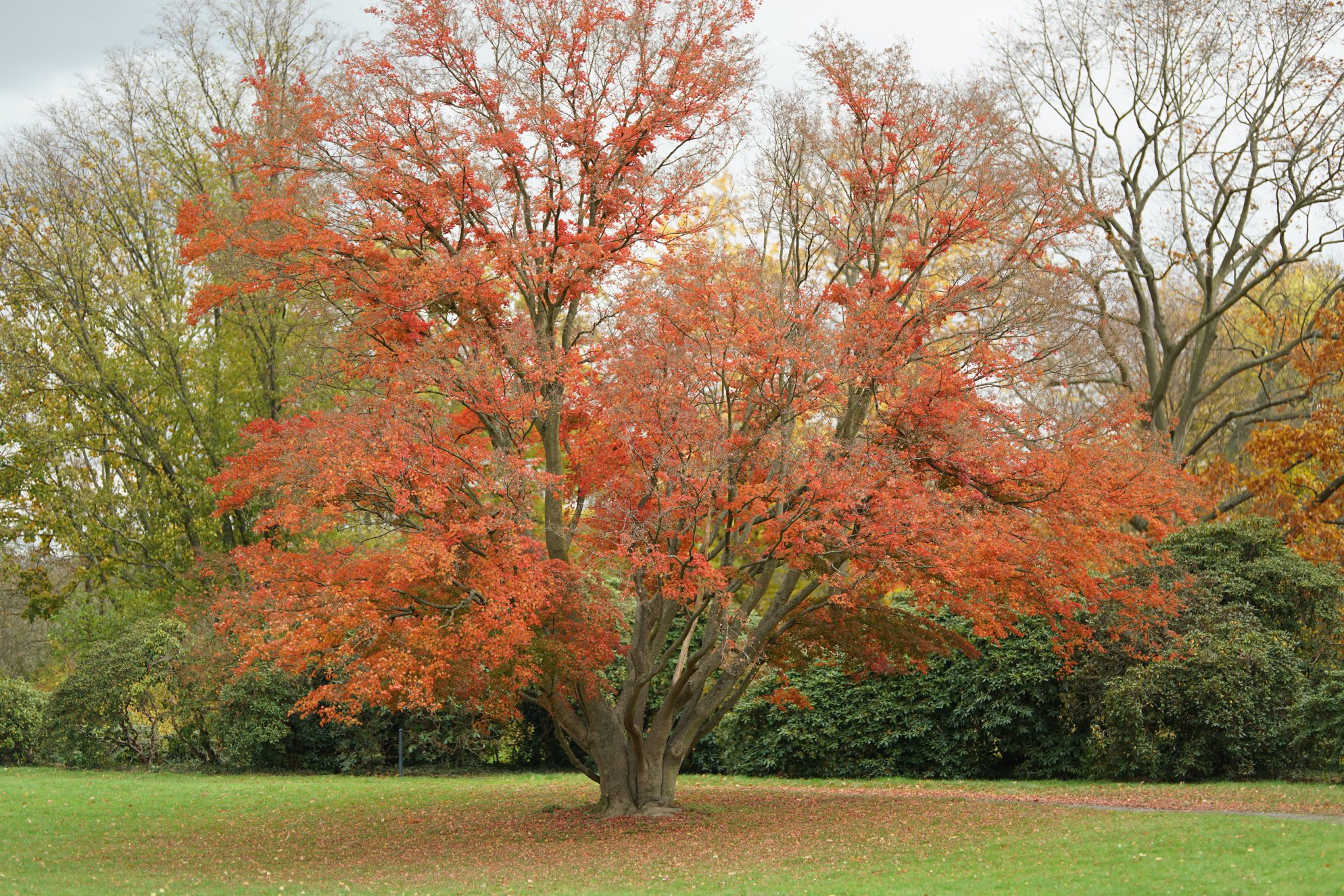 Breiter Baum mit kleinen roten Blättern 

Noch grünes Blattwerk dahinter 

Roter Fleck aus Blättern unter dem Baum 