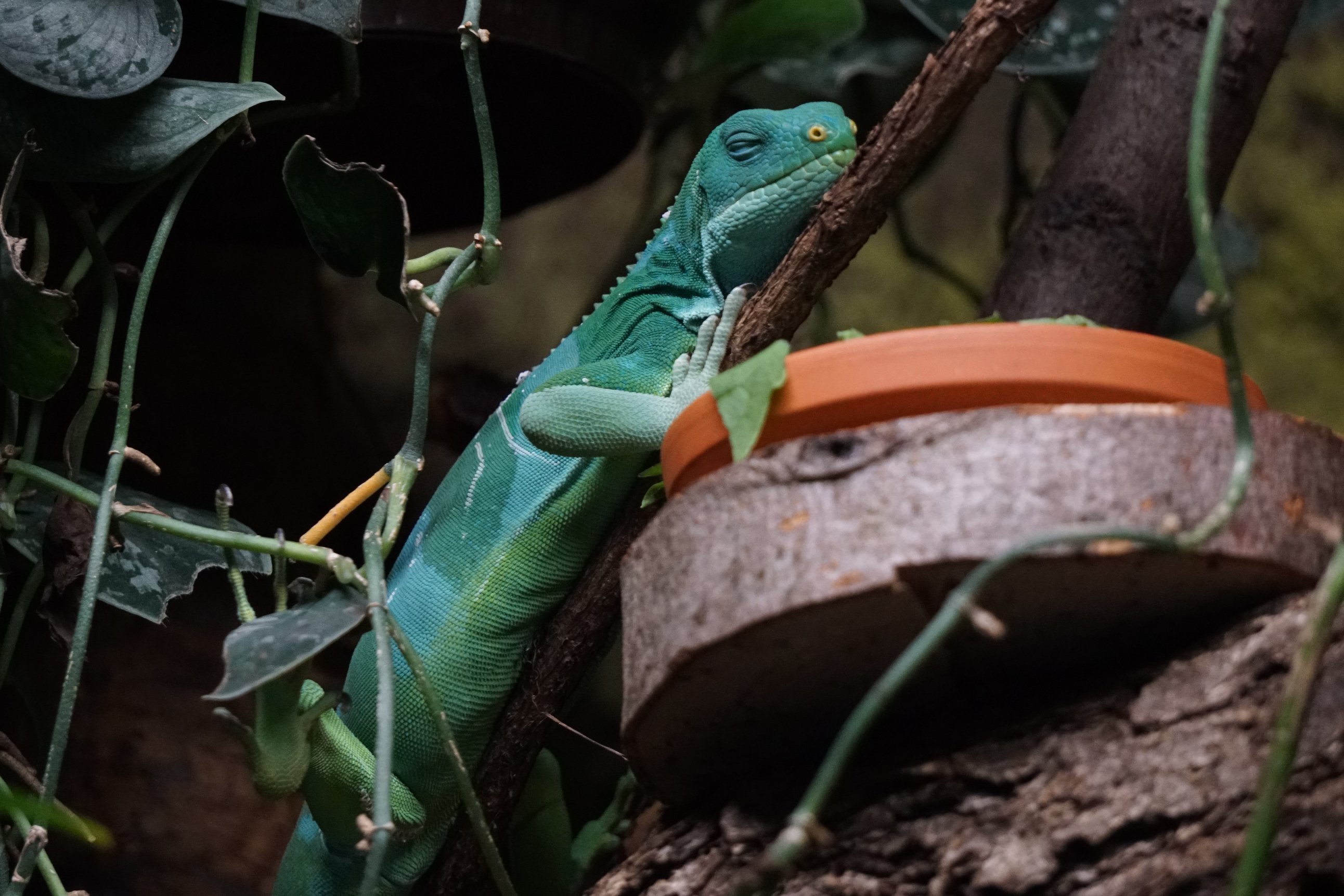 Grüne Echse sitzt am Futternapf 