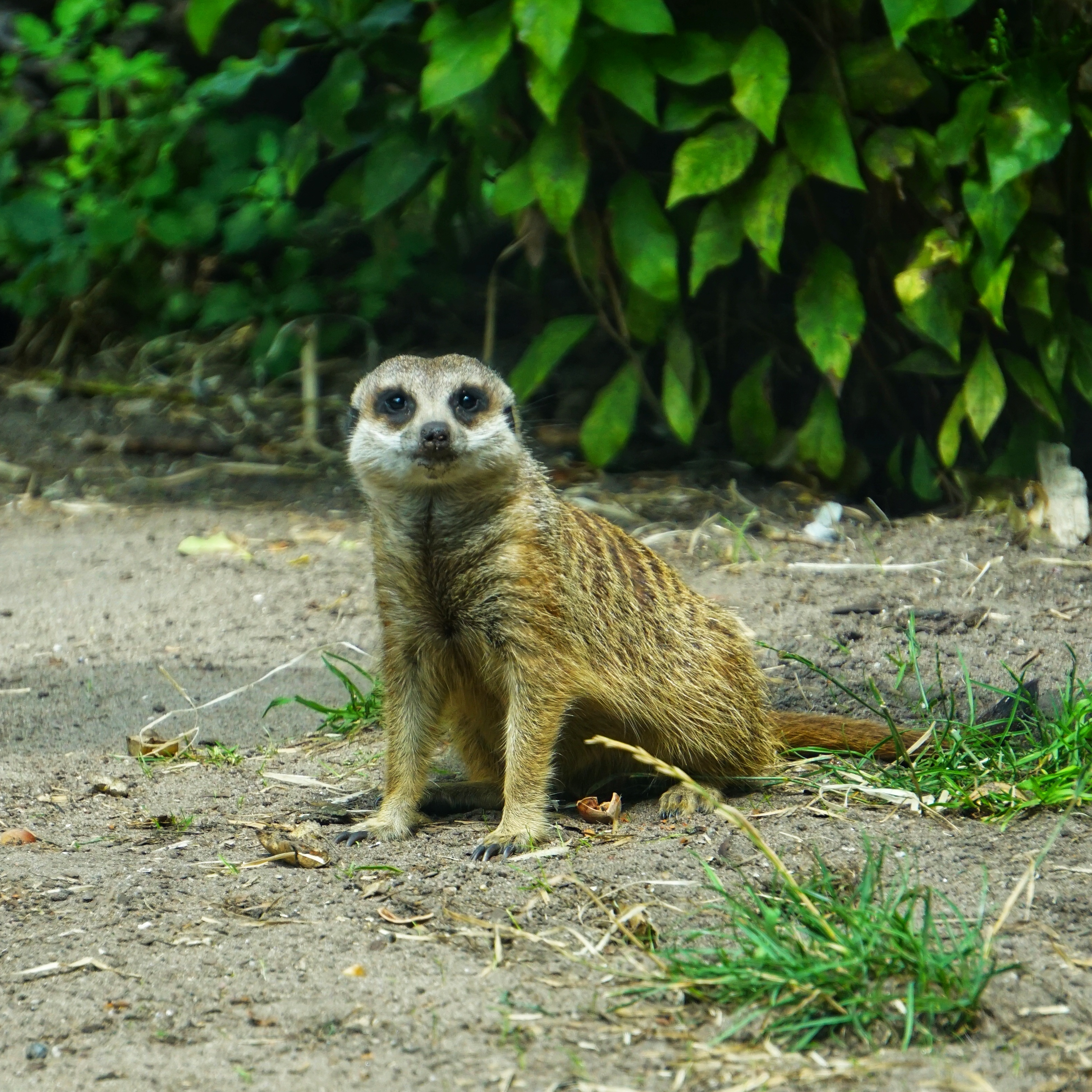 Ein Erdmännchen sitzt und sieht in die Kamera 