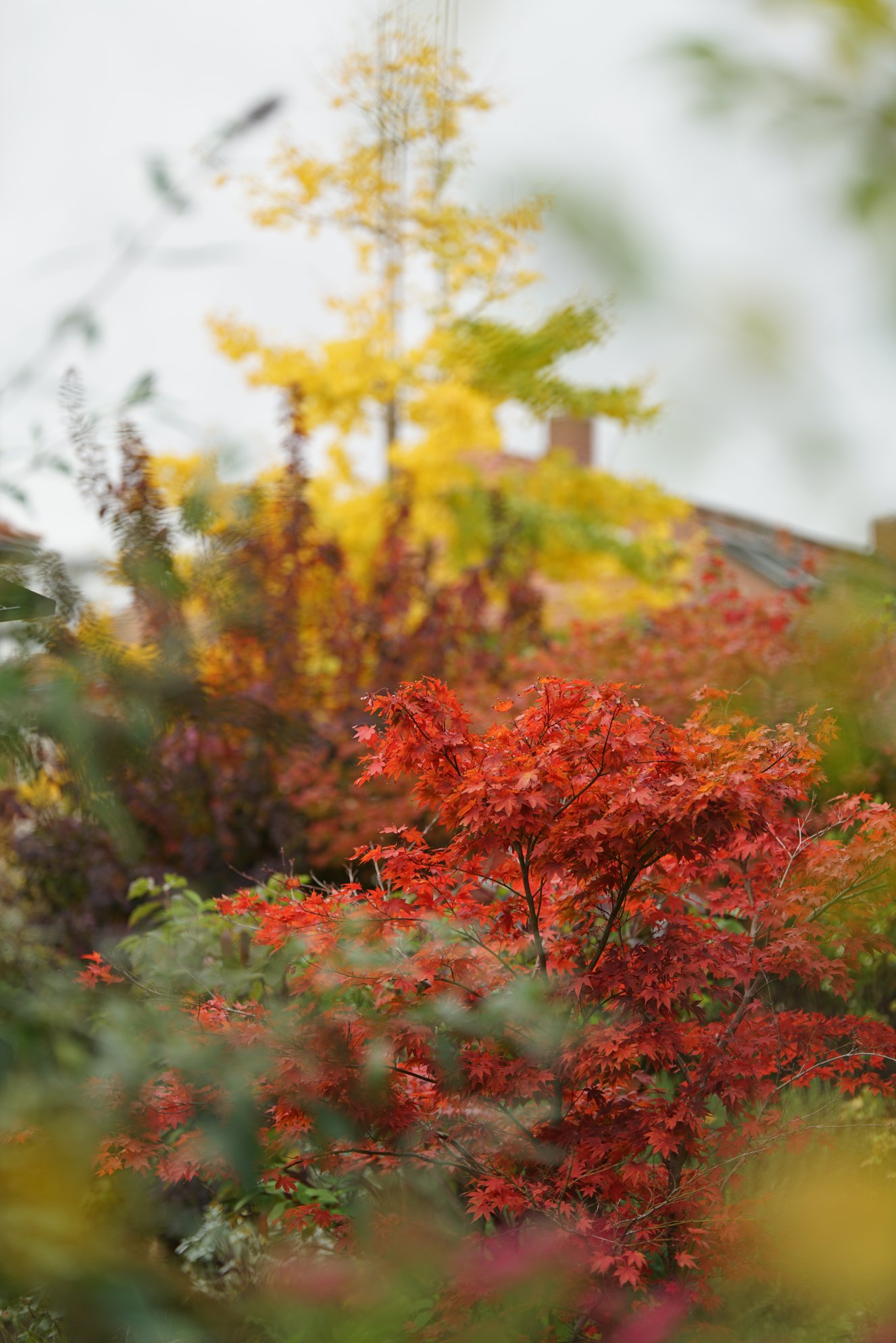 Kleinblättriger, knallroter Ahorn im Vordergrund, Ginkgo im Hintergrund, andere gelbe und grüne Pflanzen unscharf ringsum