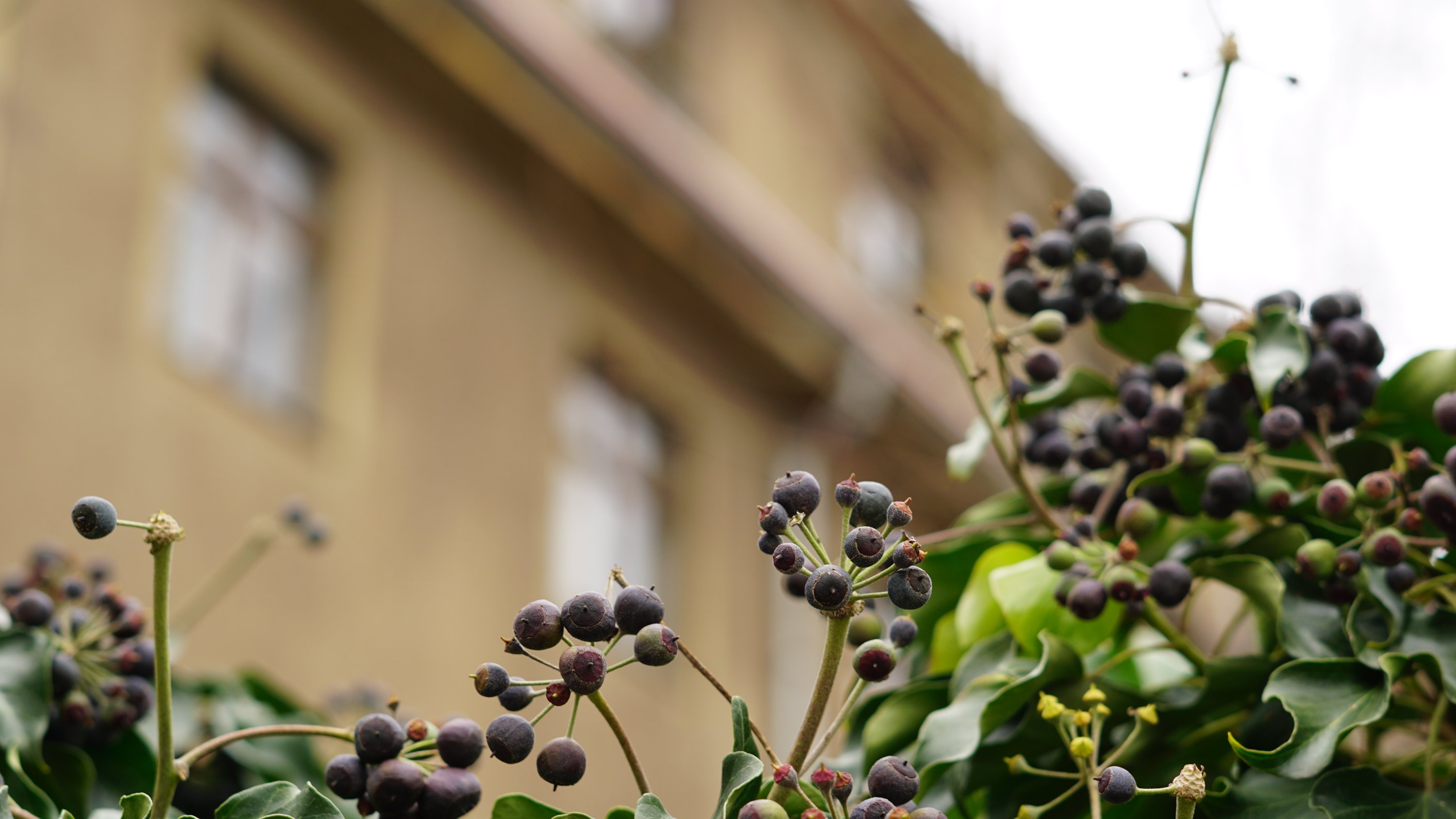 schwarze Beeren am Strauch