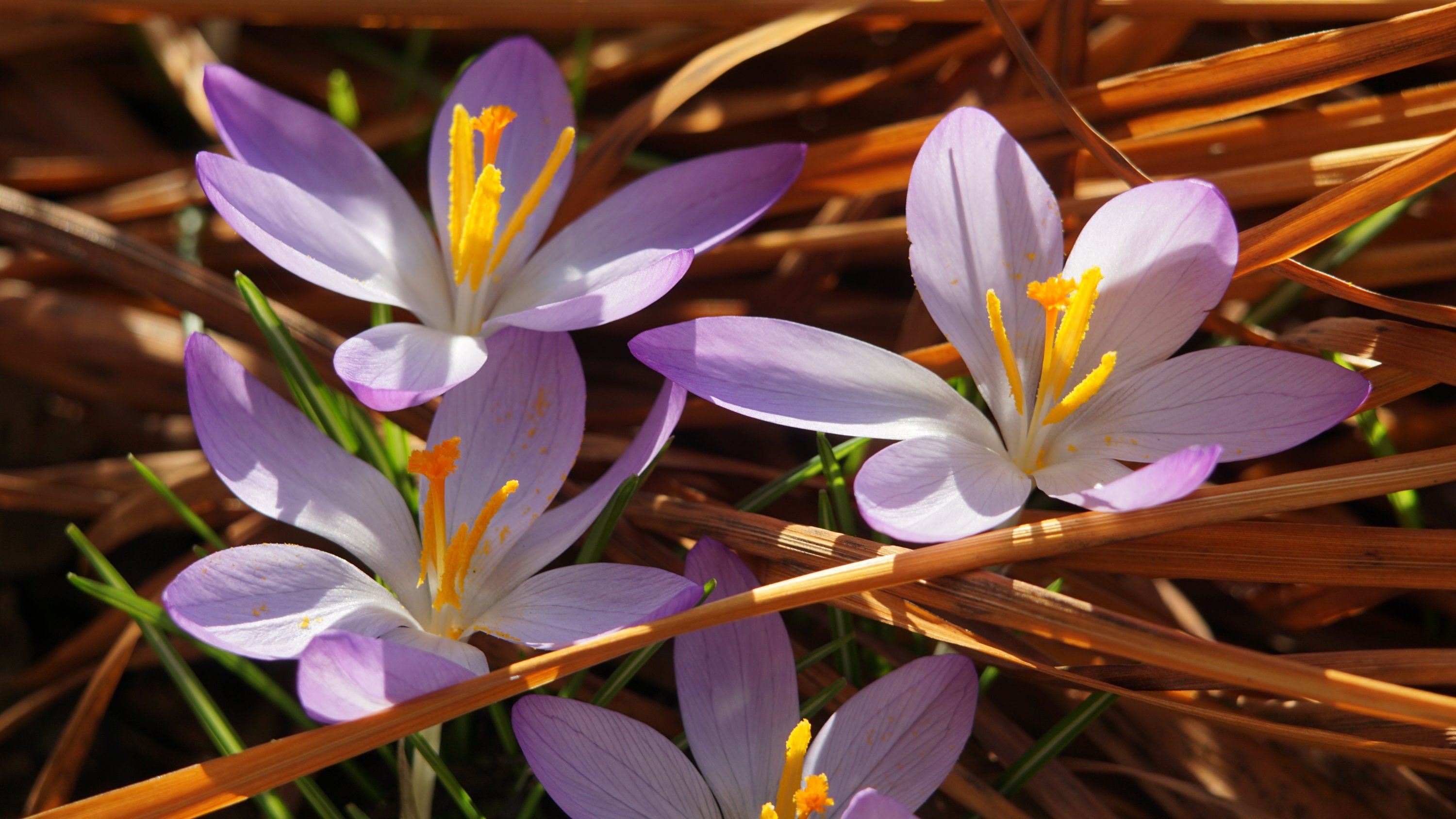 3-4 weit aufgeblühte Krokus-Blüten