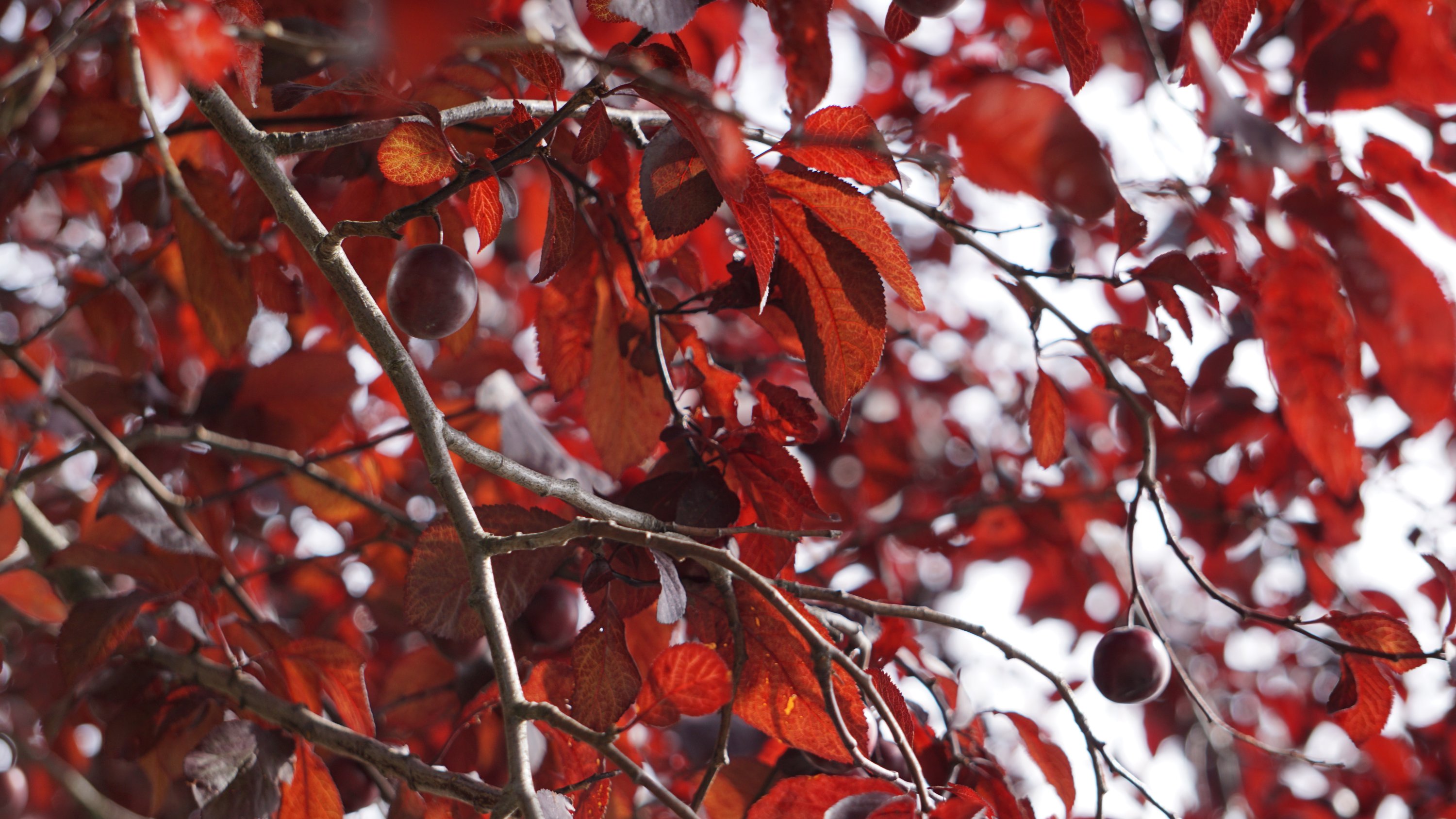 Rote Früchte an einem Baum mit Blättern in ziemlich exakt der selben Farbe 