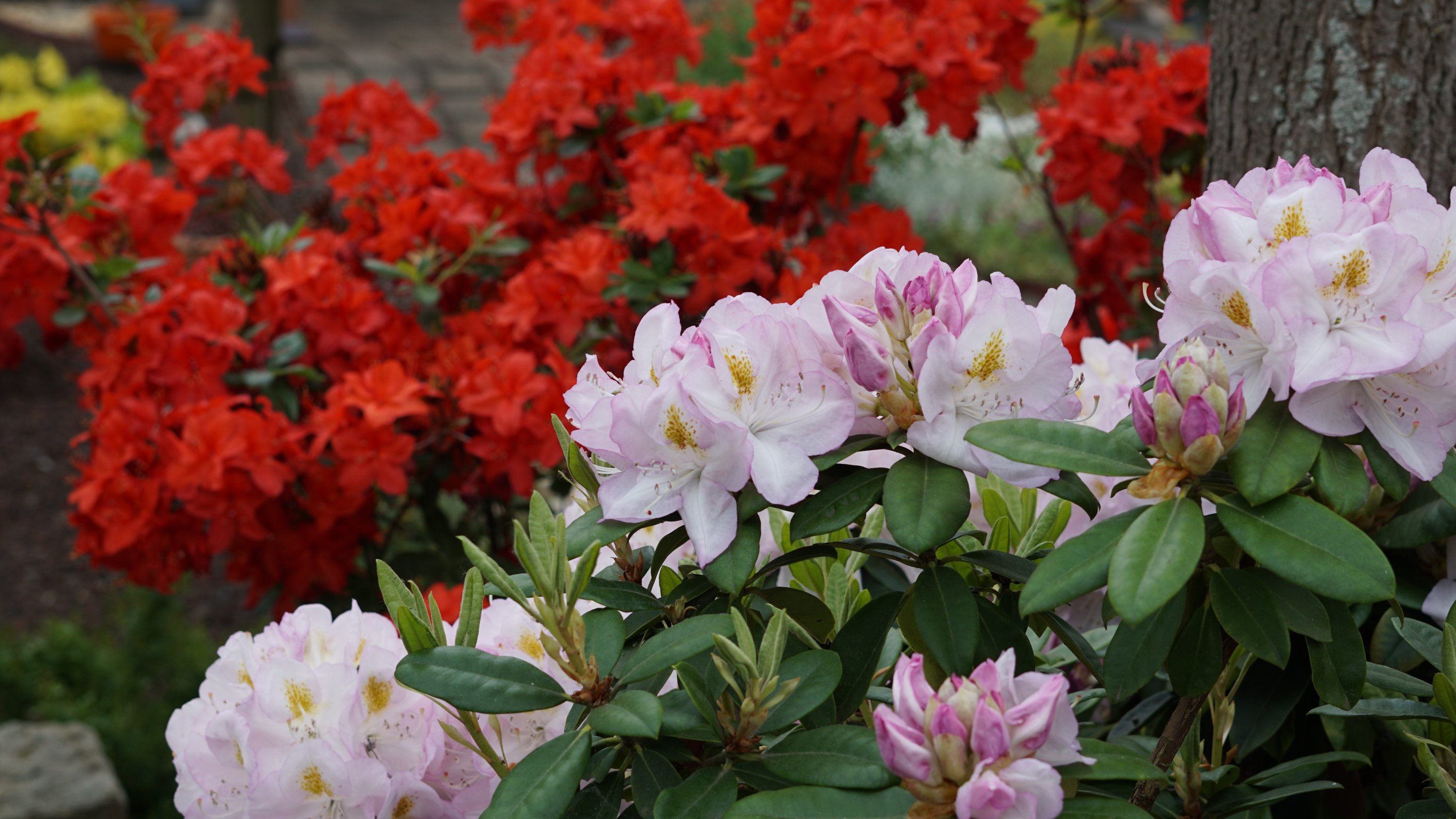 Rote, Rosa-weiße und gelbe Blüten 