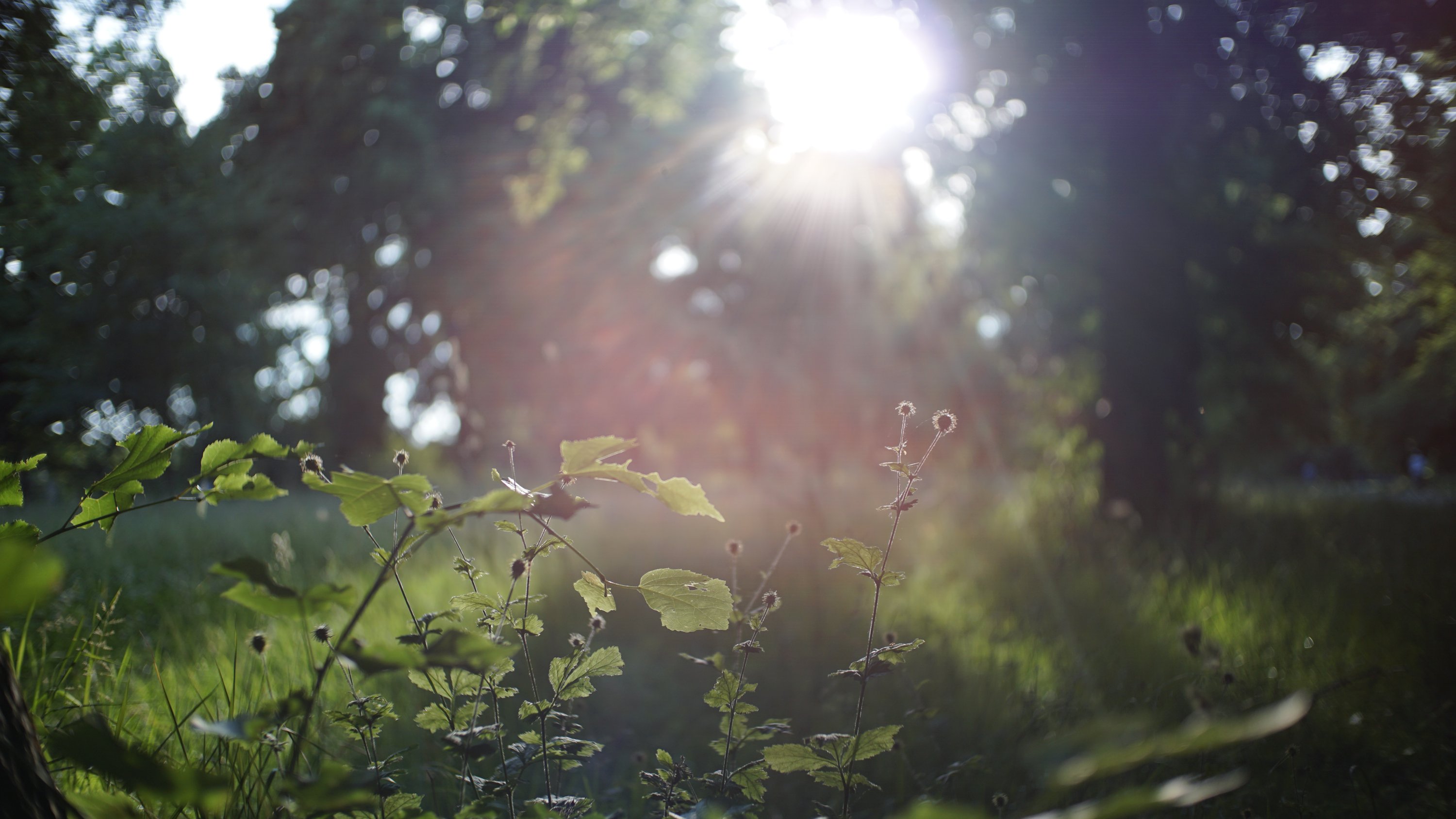 Gegenlicht und Pflanzen 