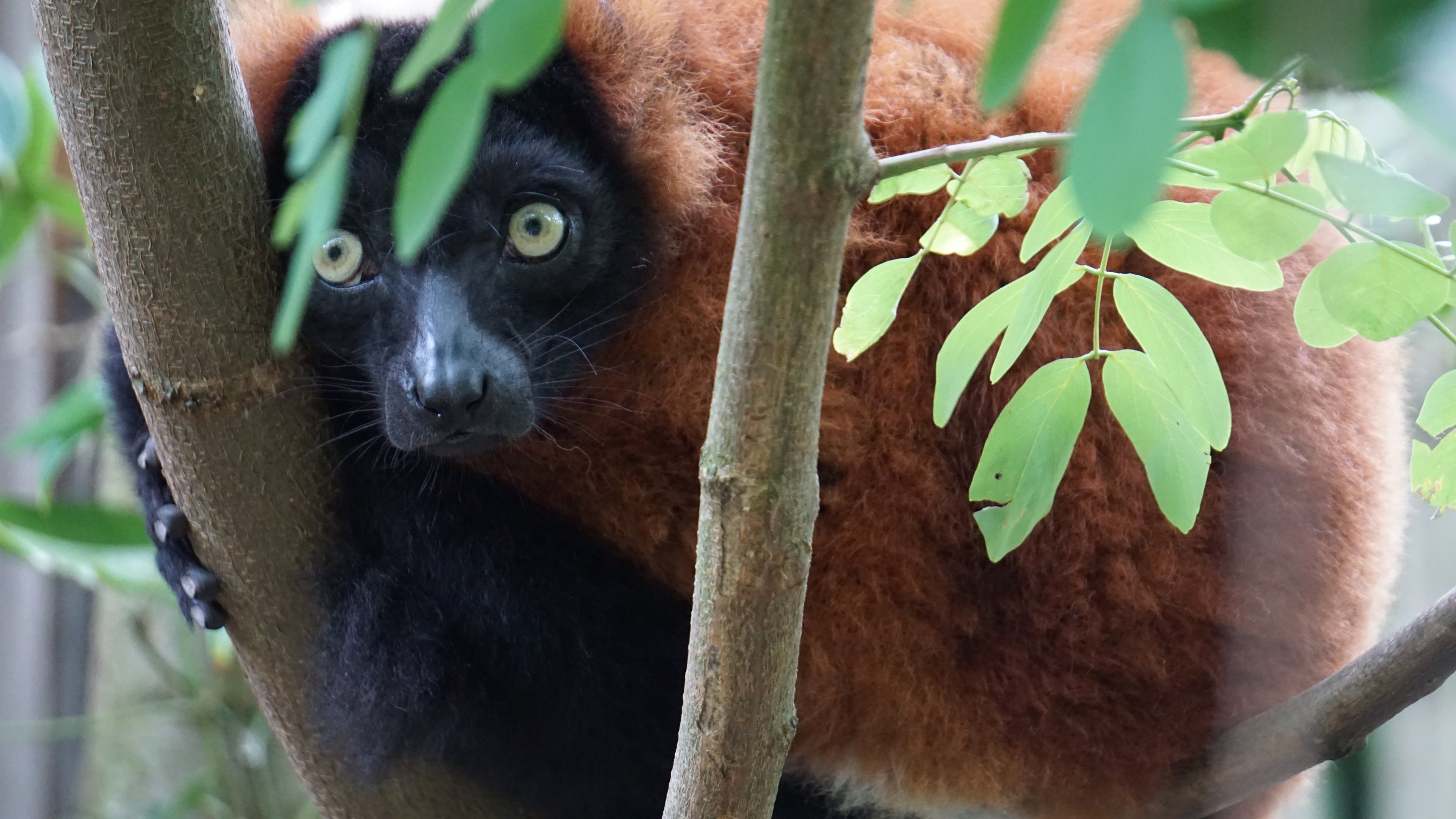 Lemur guckt durch eine Astgabel