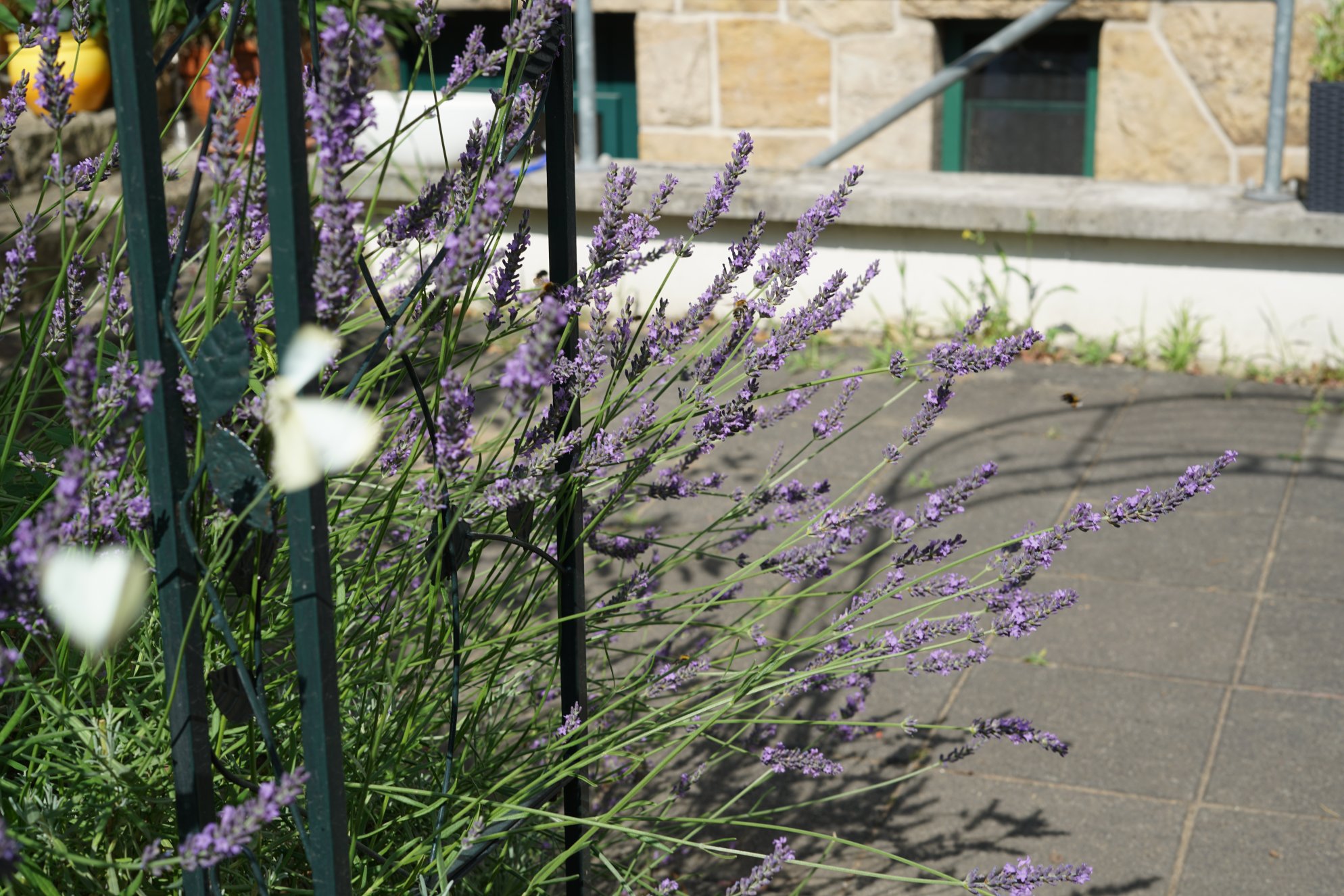 Lavendel, darum tummeln sich Bienen, Hummeln und Schmetterlinge 