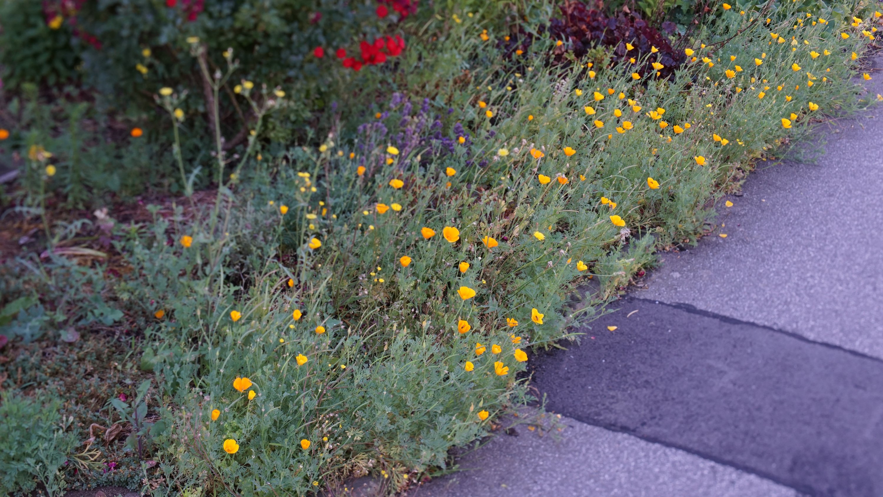 Vorgarten, eine Reihe kleiner, oranger Blüten läuft diagonal durchs Bild, vom Betrachter weg.
Der Fokus wurde versucht auf diese Blüten zu begrenzen.