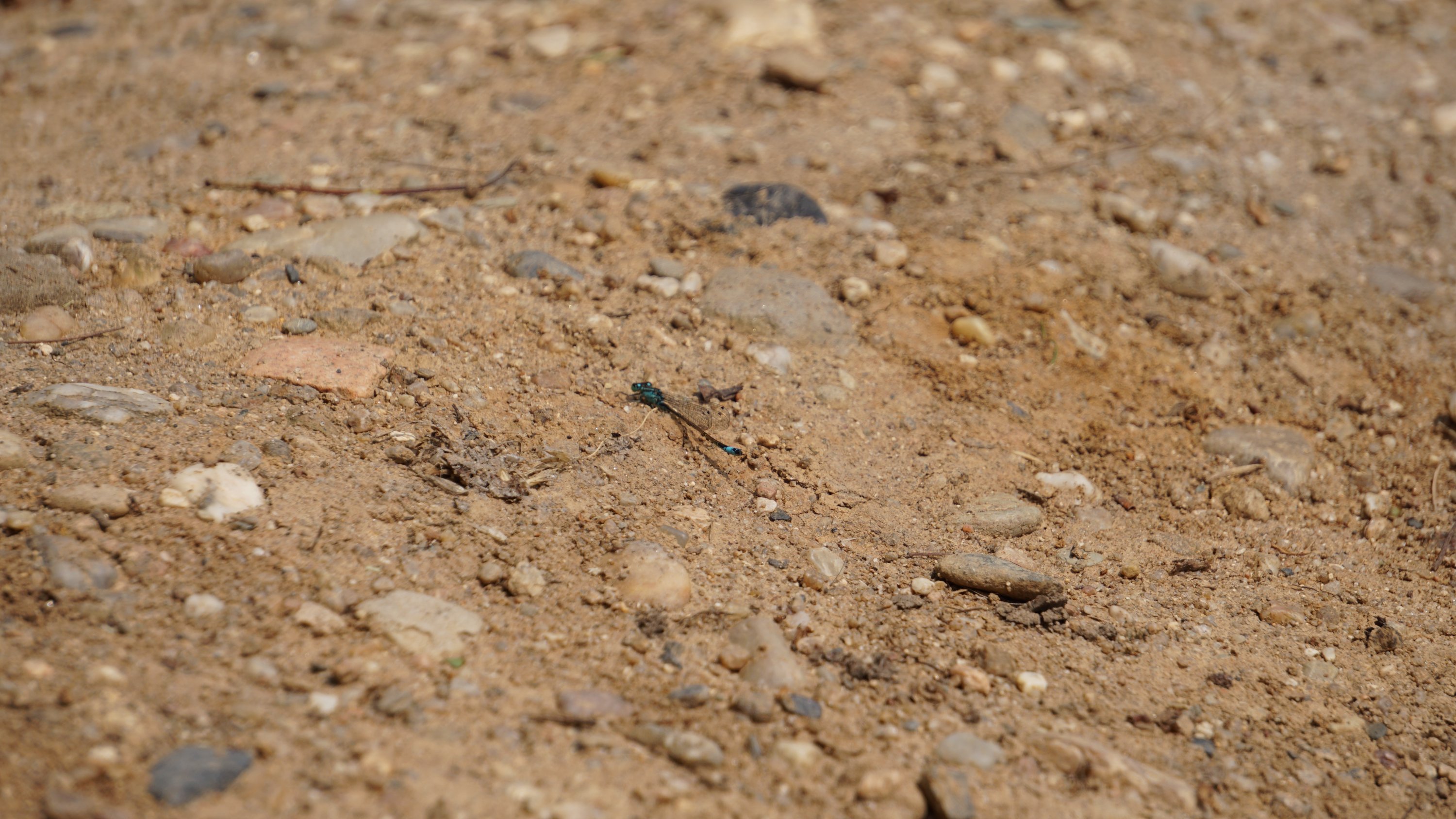 Schrägerer Blick, ähnliches Motiv 