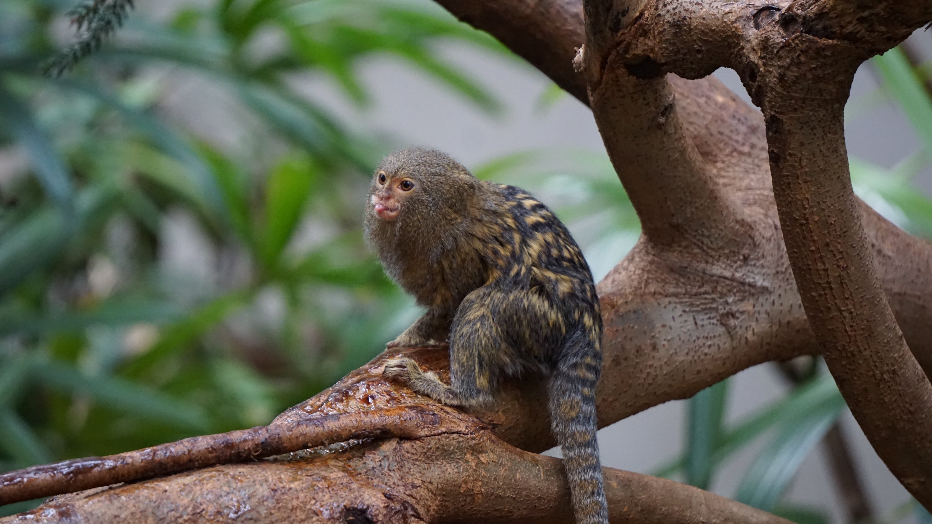 Äffchen auf Ast,geknipppst von der Seite, Zunge rausgestreckt 