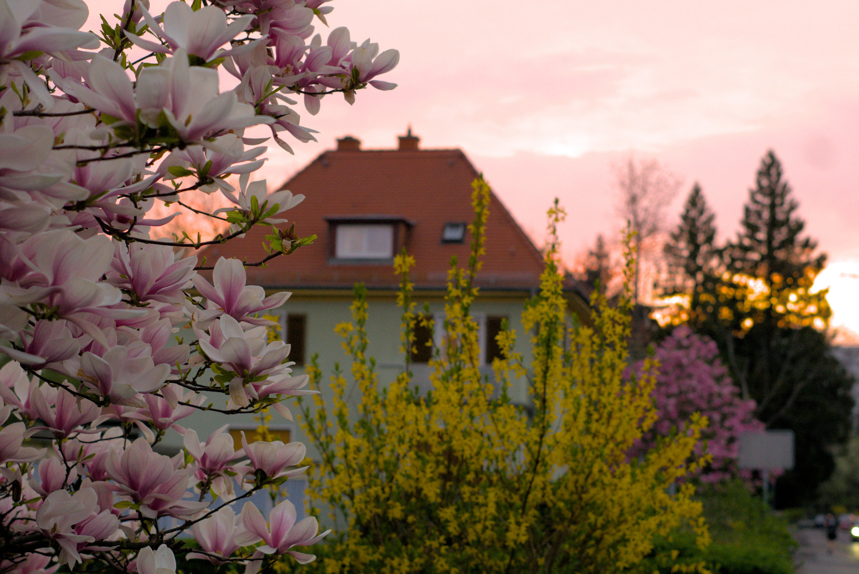 Magnolie vor Haus und Sonnenuntergang
mit Alpha6000 geschossen