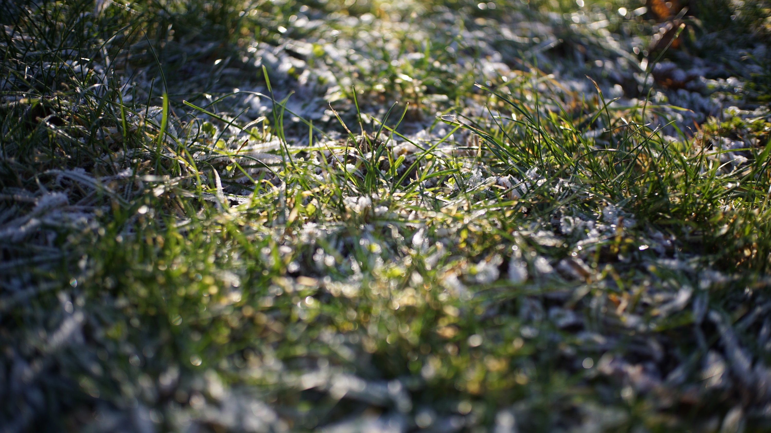 mehr gras mit Schnee