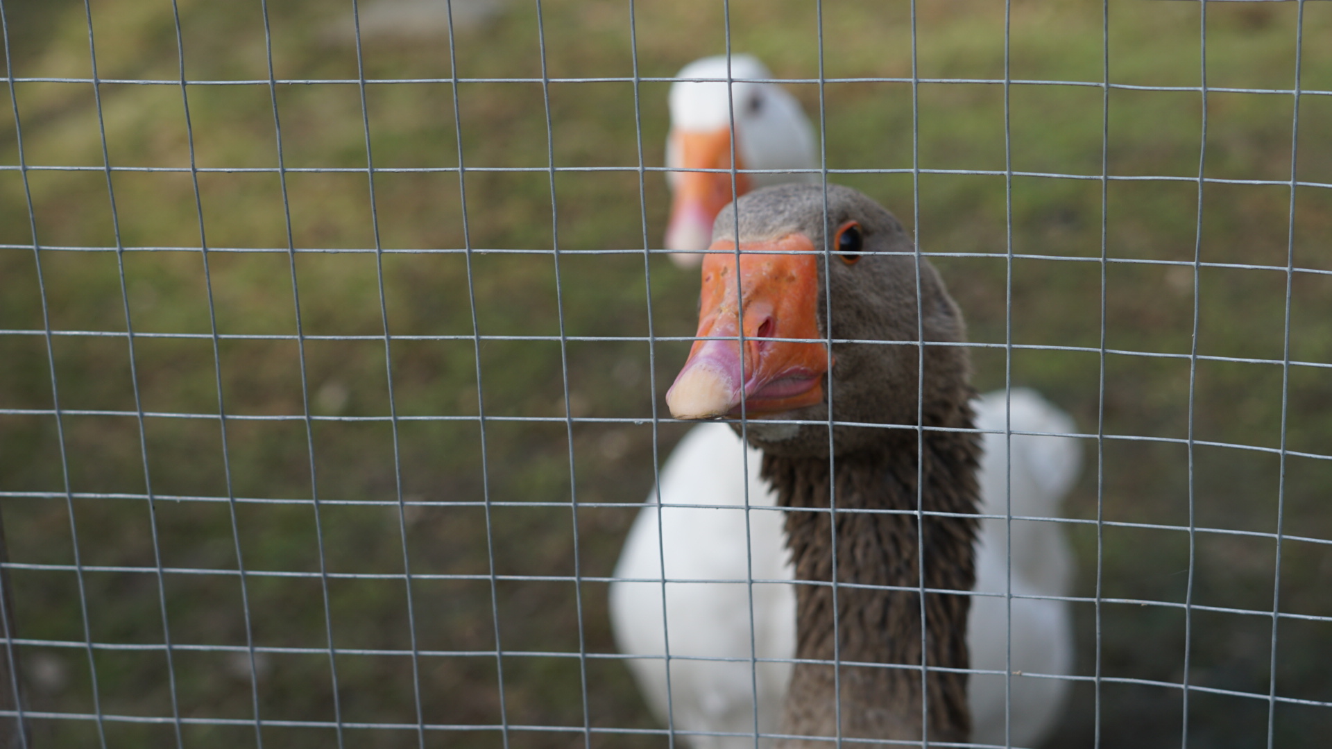 Köpfe zweier Gänse hinter Gitter 