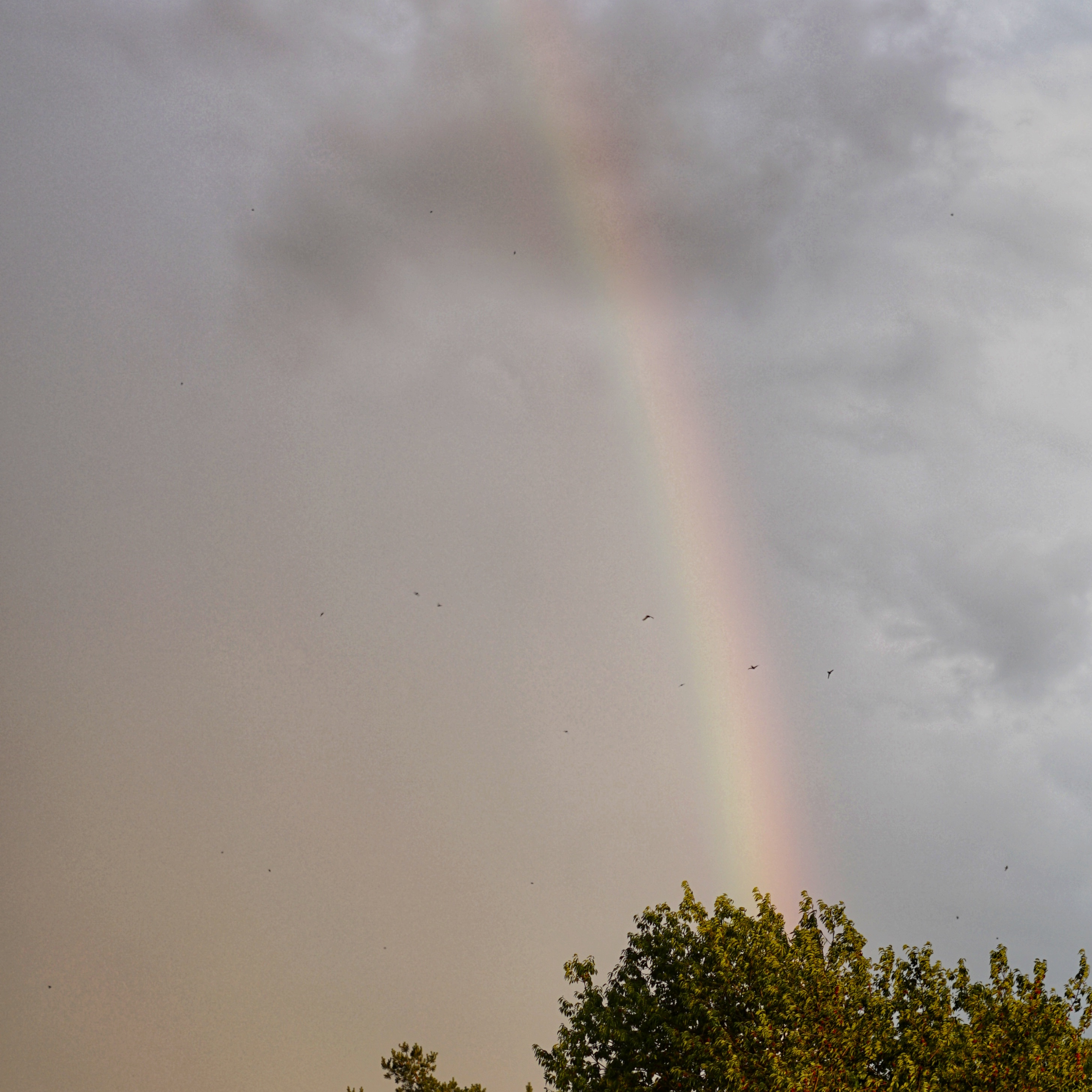 Schwalben, Regenbogen und Wolken über einem Baum 