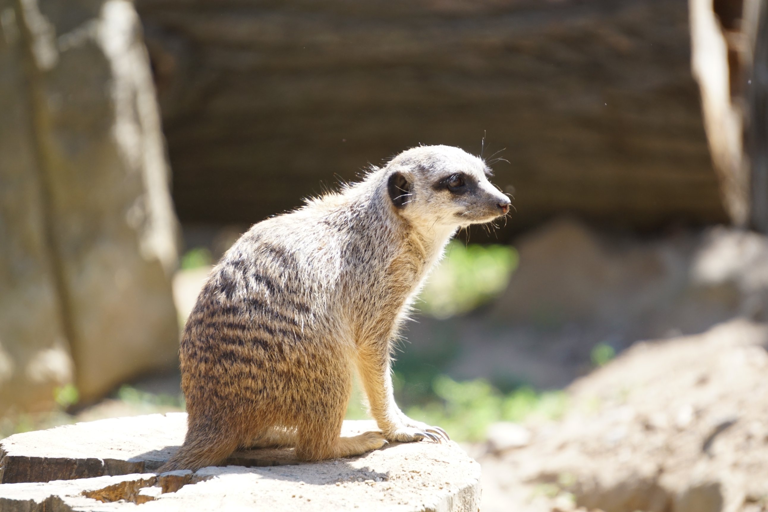Erdmännchen in der Sonne, sitzt auf einem Stein 