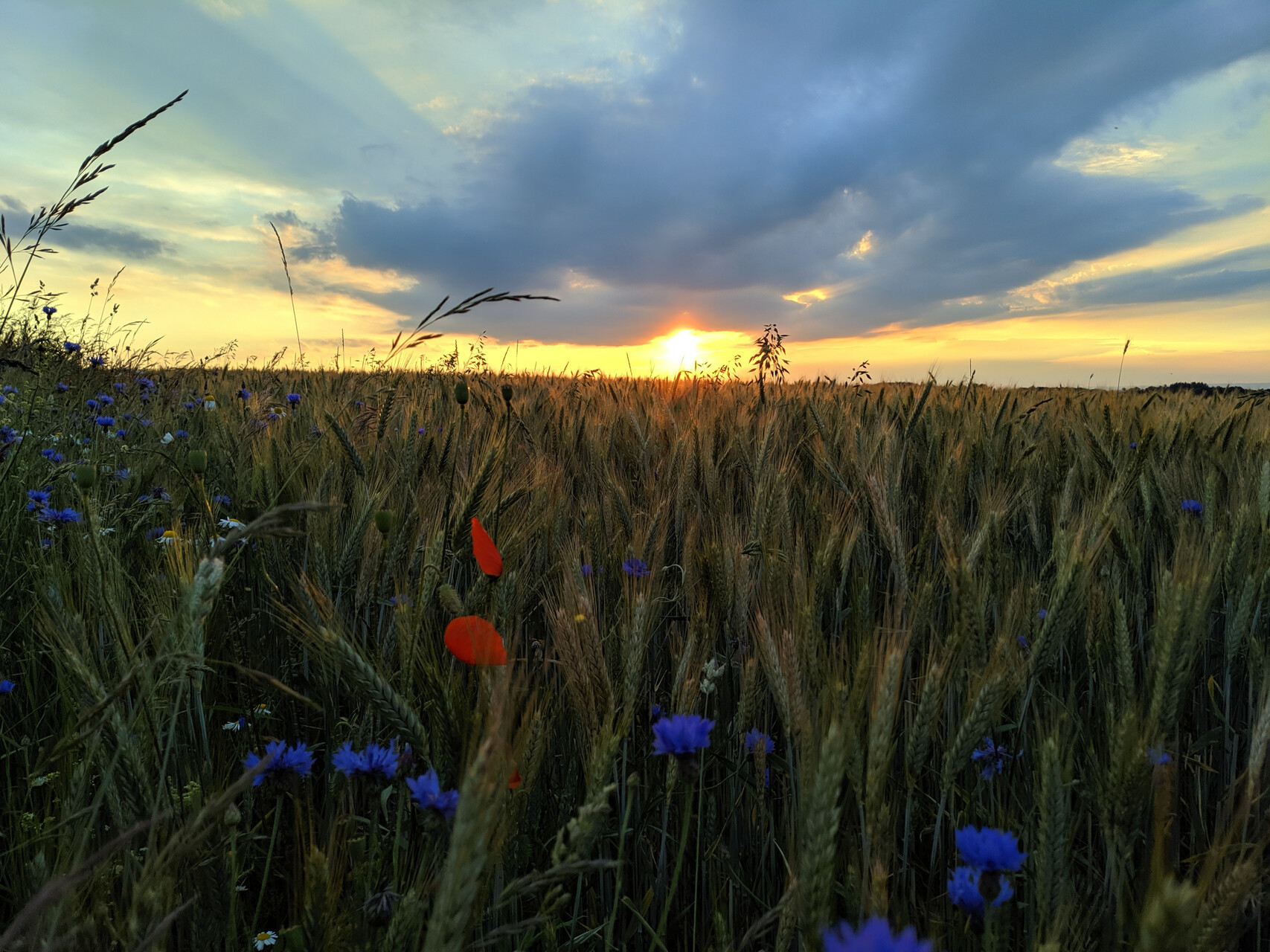 Feld mit Wildblumen am Abend 