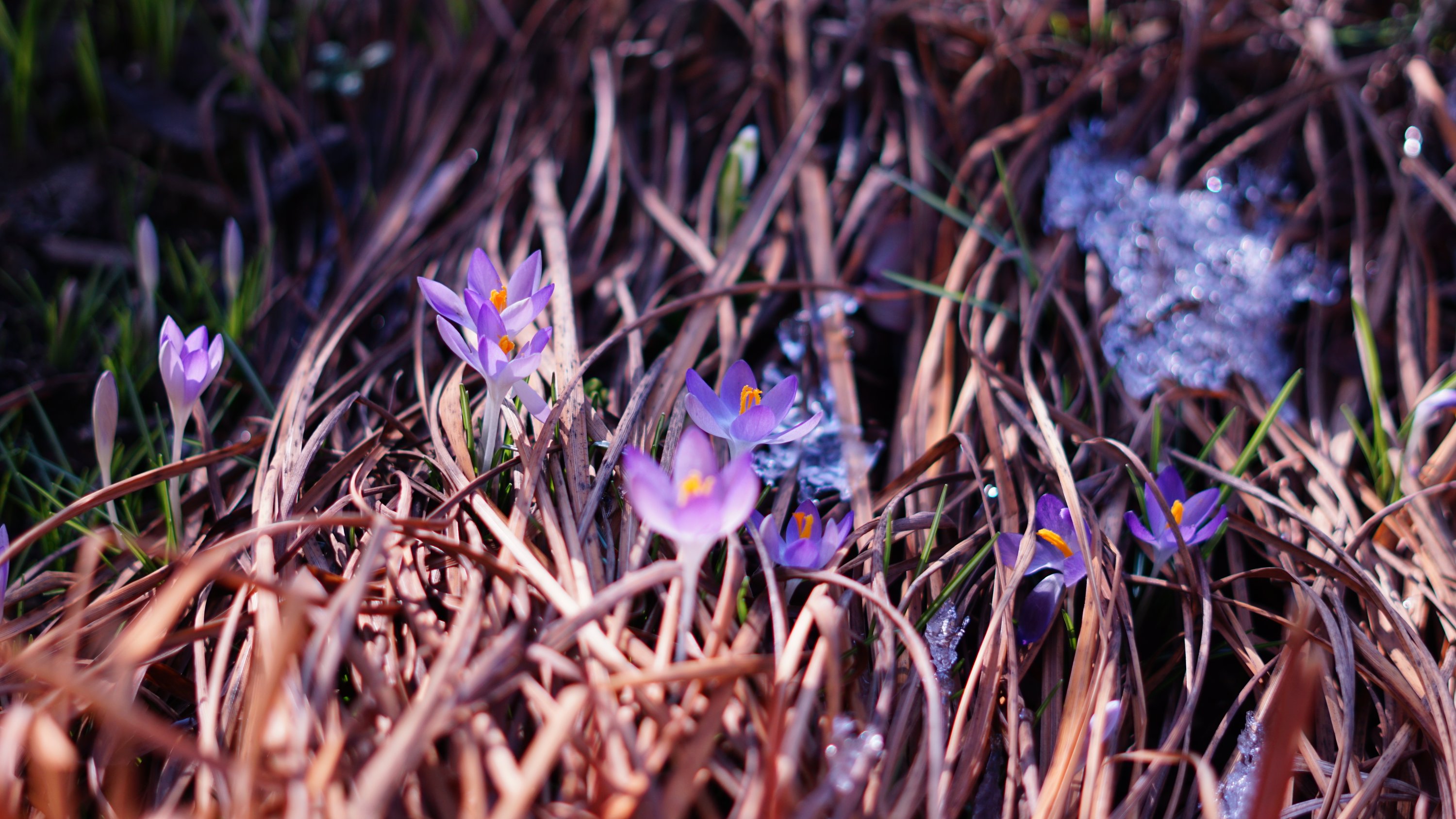 einige Krokusse, dahinter schnee-rest