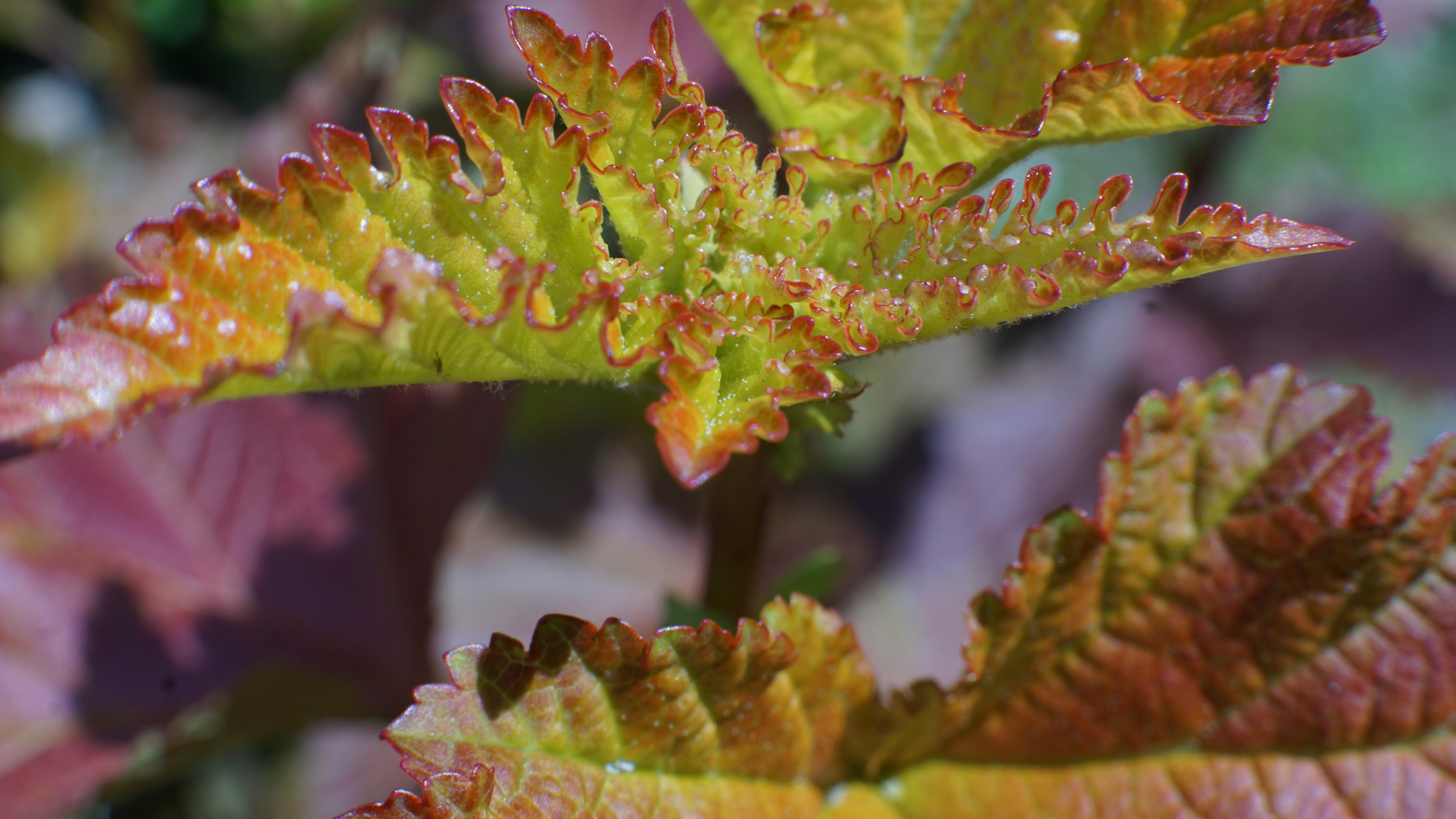 Rot-umrandete, gekräuselte Blätter