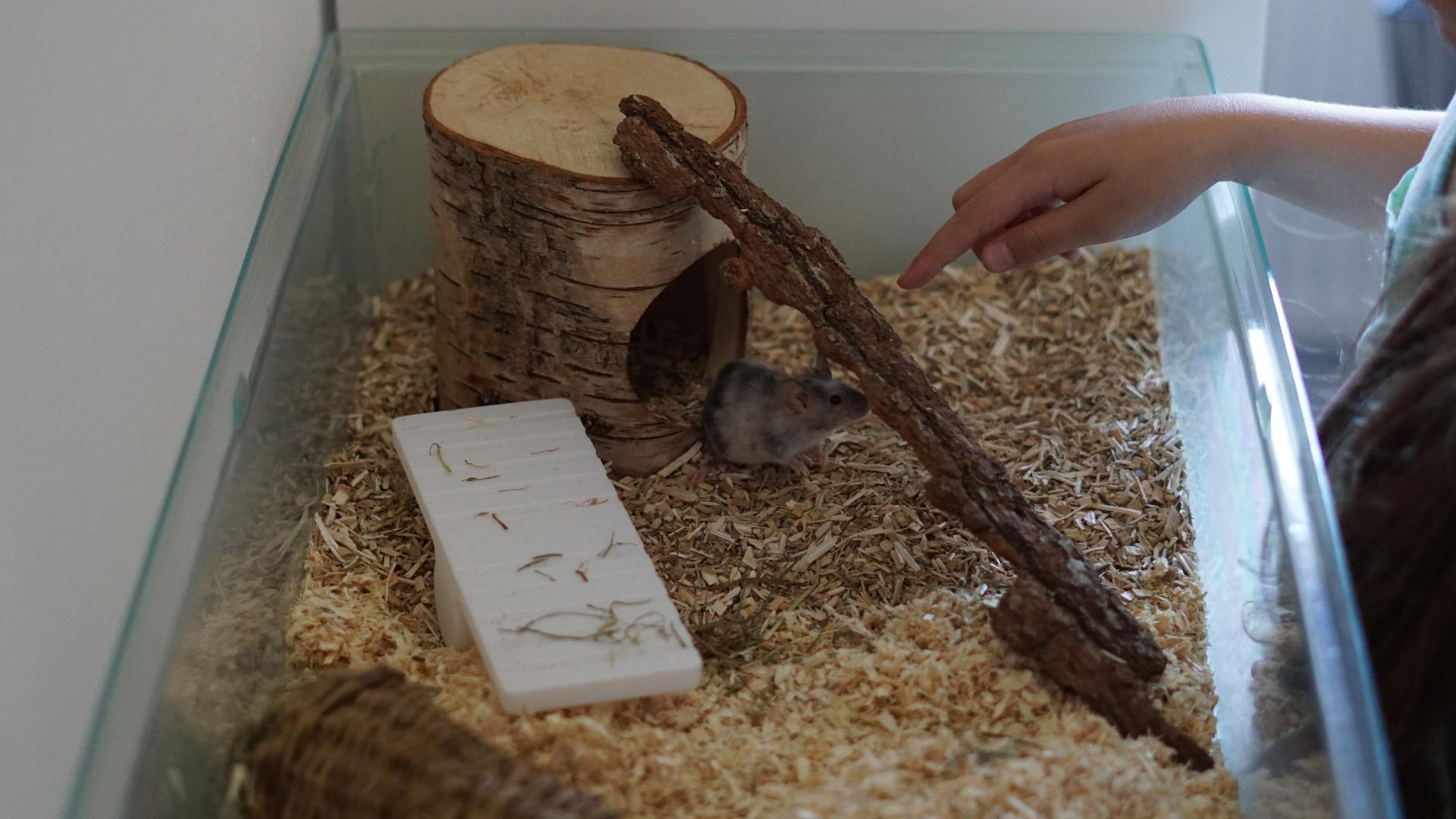 Maus im Käfig, Kinderhand daneben 