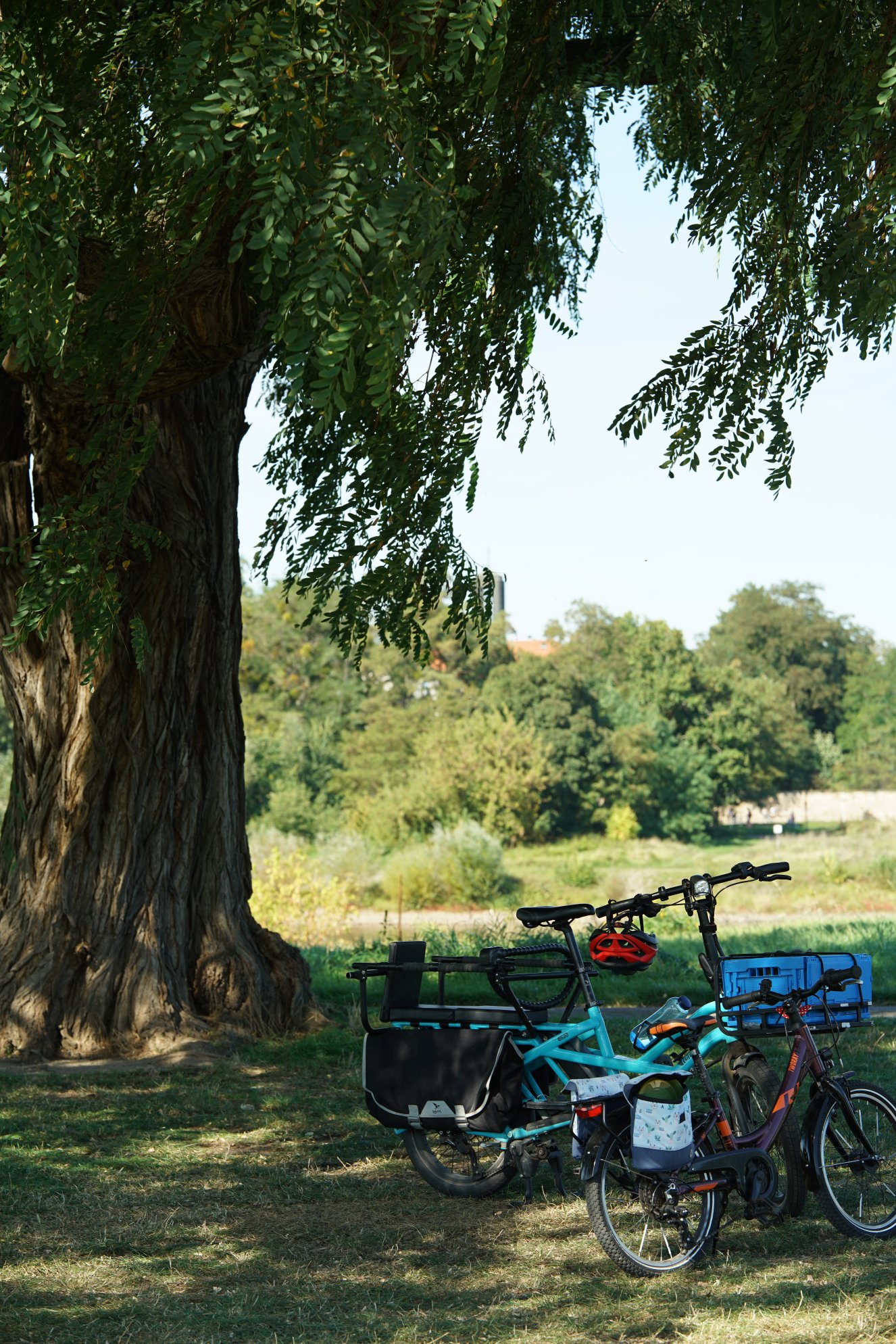 Großer, dicker Baum und zwei Fahrräder vor der Elbe, Höhe Fährverbindung dresden Neustadt 