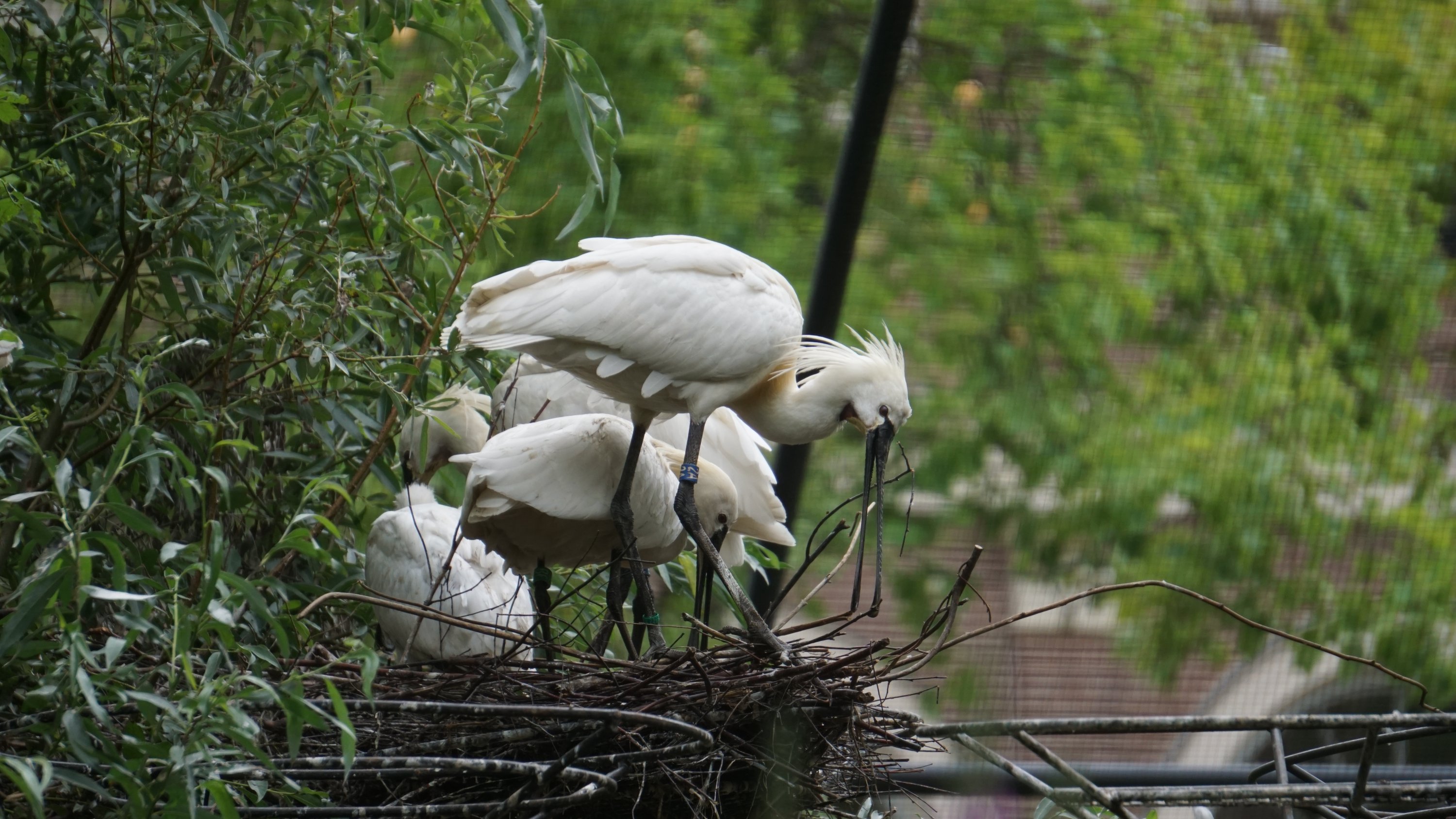 Letztere (weiße) Vögel nochmals 