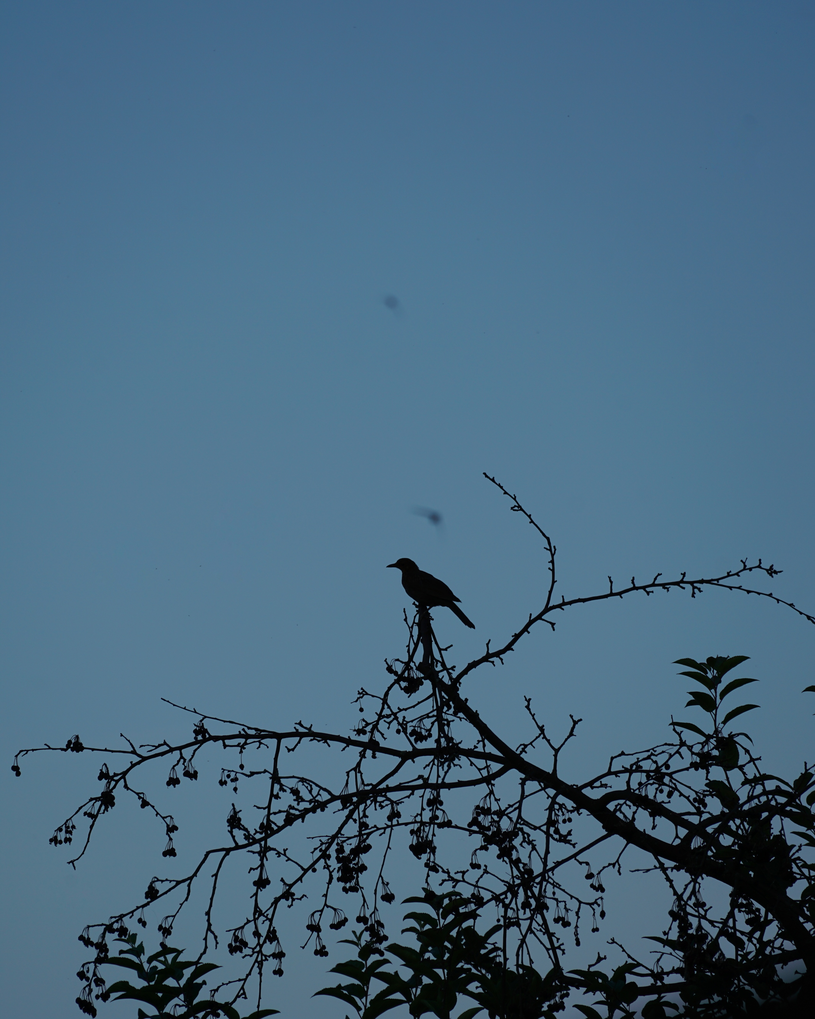 Blauer Himmel mit sanftem Farbverlauf, Silhouette eines Baumes mit Vogel, zwei Schwalben stark verschwommen darüber