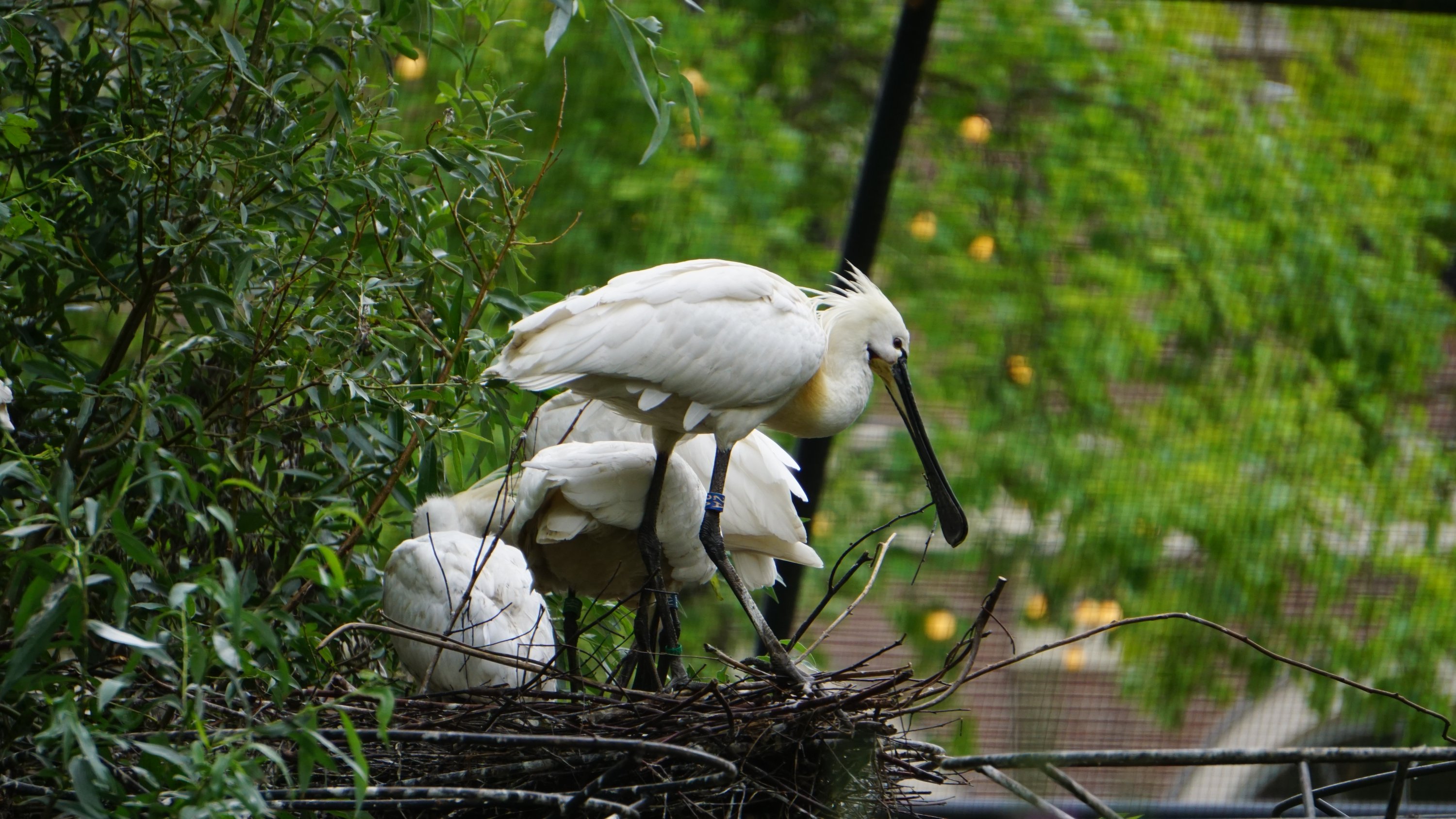 Weiße, storchenähnliche Vögel 
