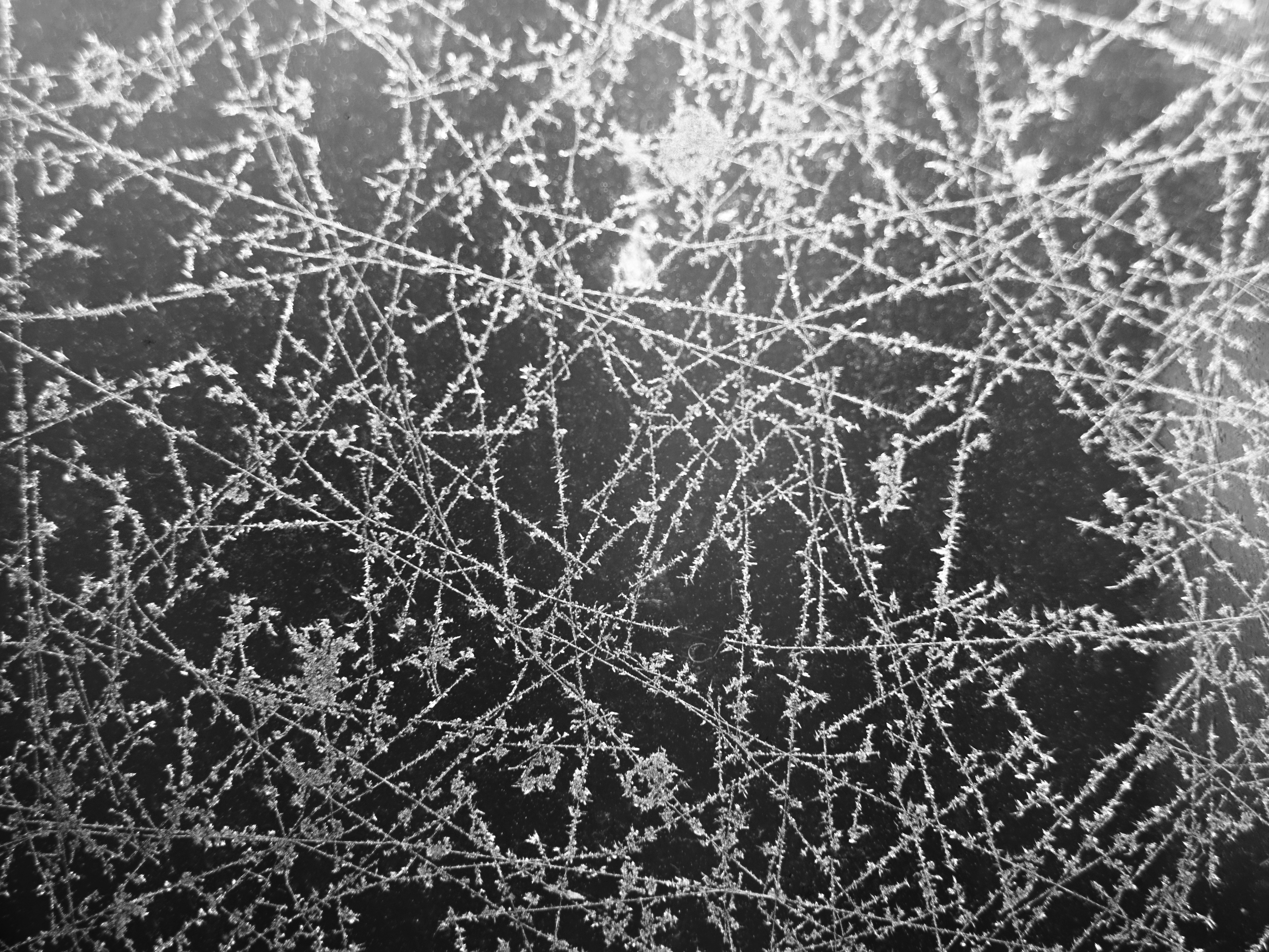 Bw-Bild von Eiskristallen an einer Glasscheibe im Garten 