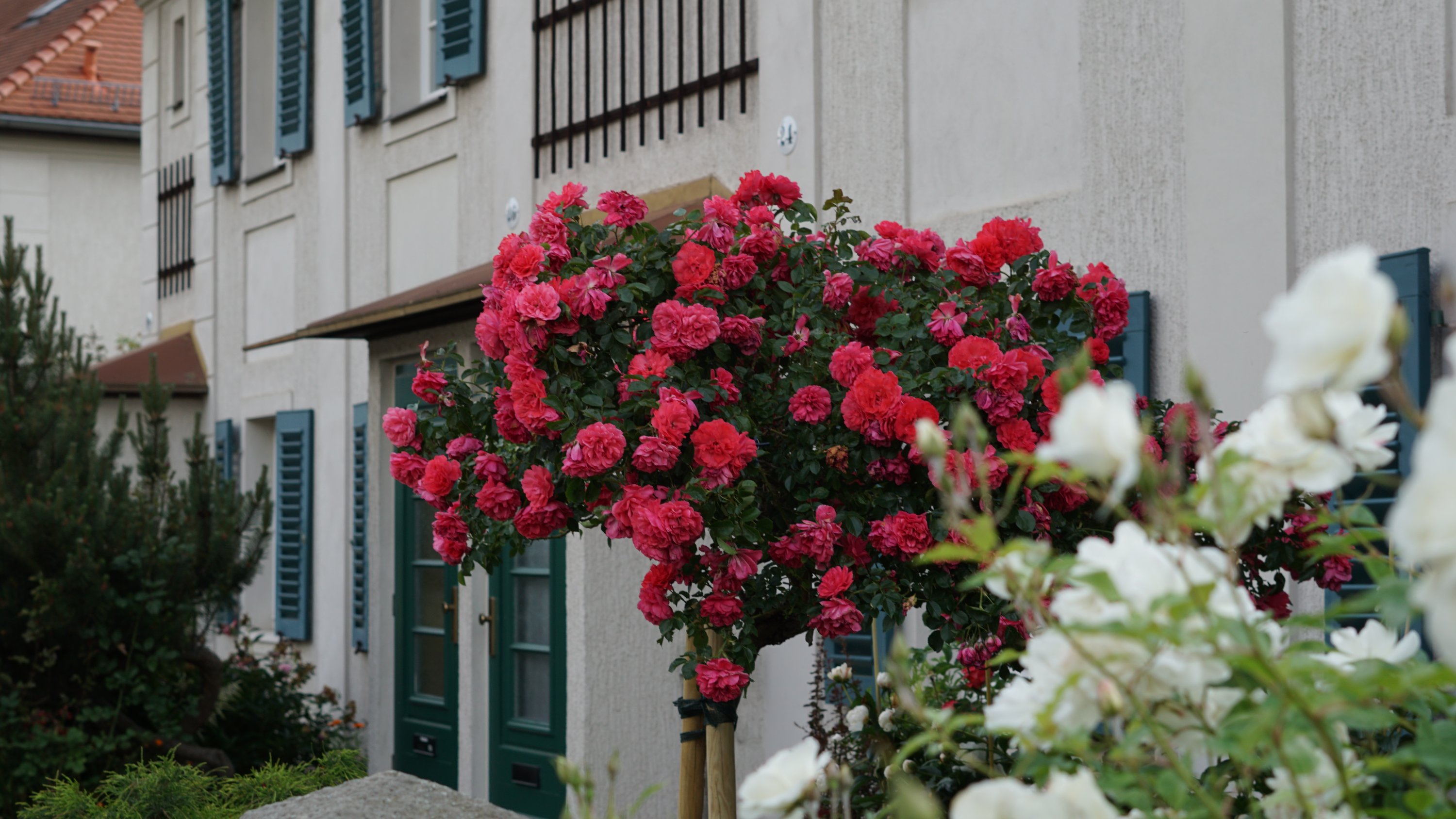 Roter Rosenstrauch im Bildmittelpunkt, weiße Rosen rechts/unscharf 