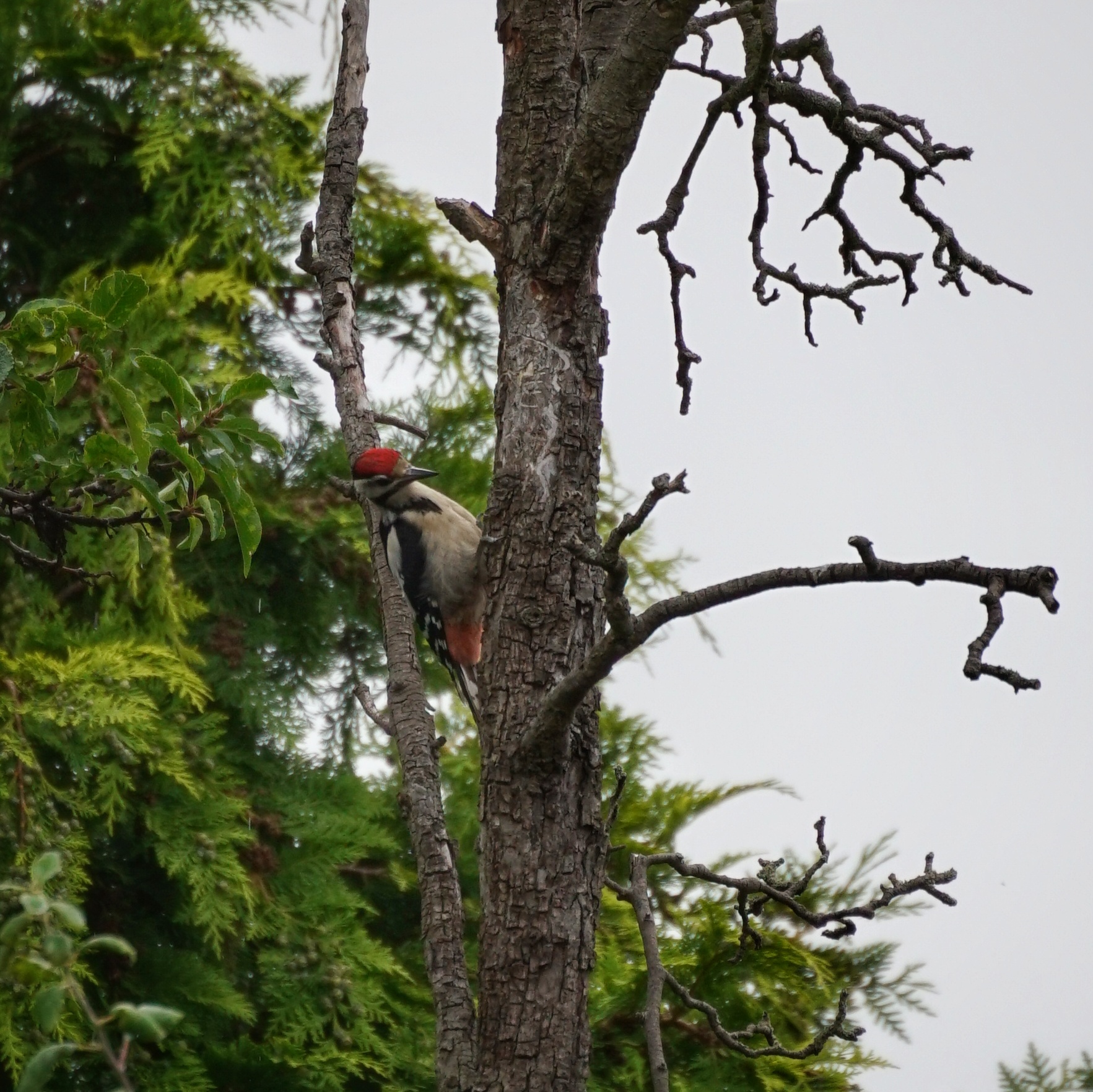 Buntspecht sitzt am Baum und guckt grob Richtung Kamera