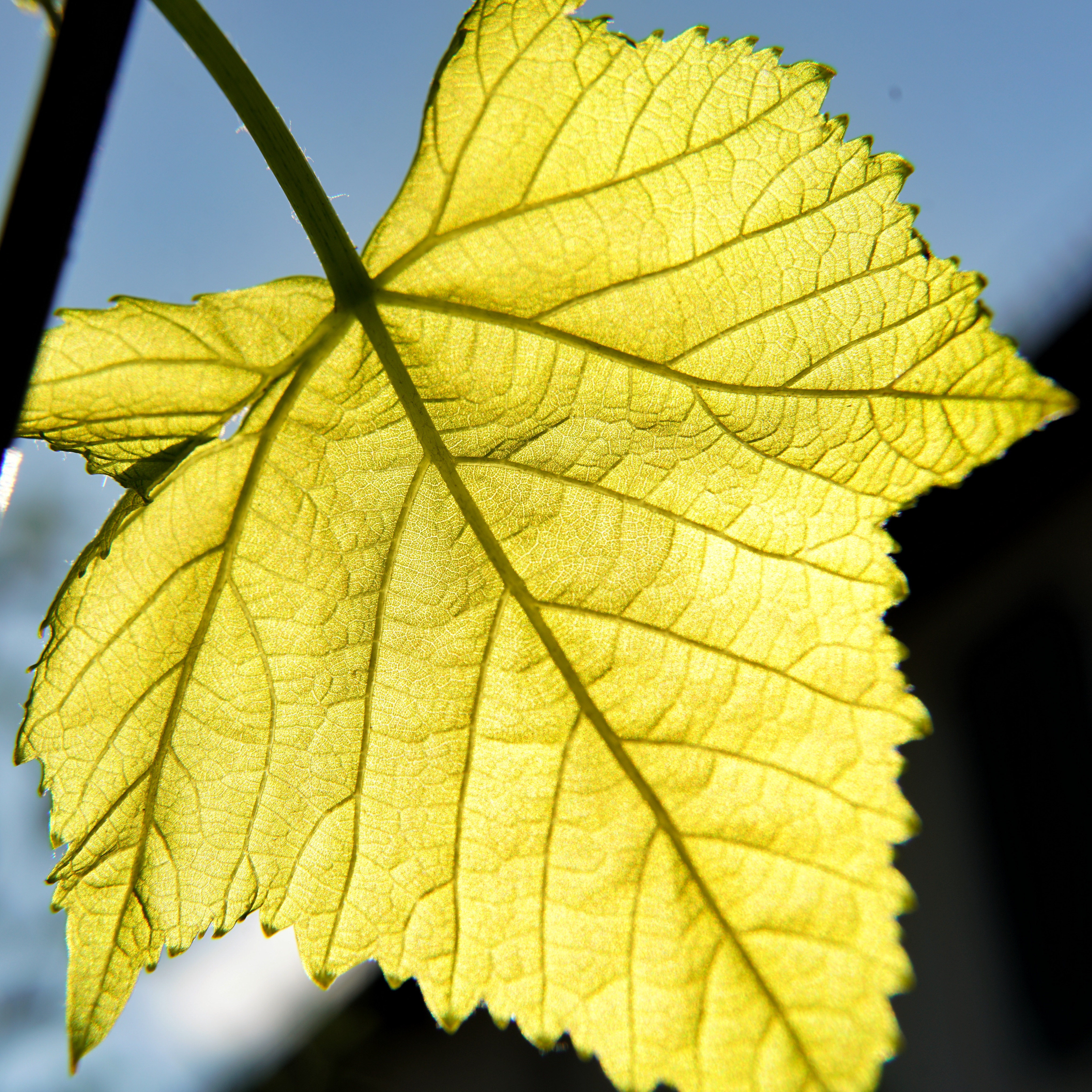 Quadratischer Bildausschnitt, Blatt im Sonnenschein, Kamera im Schatten 
Blatt daher stark leuchtend und betont - Struktur gut sichtbar 