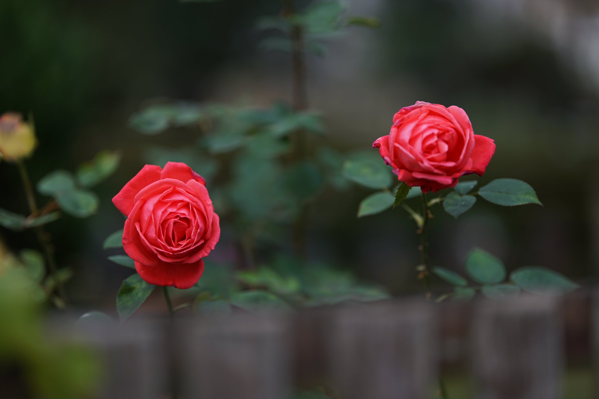 Blüten frontaler aufgenommen 