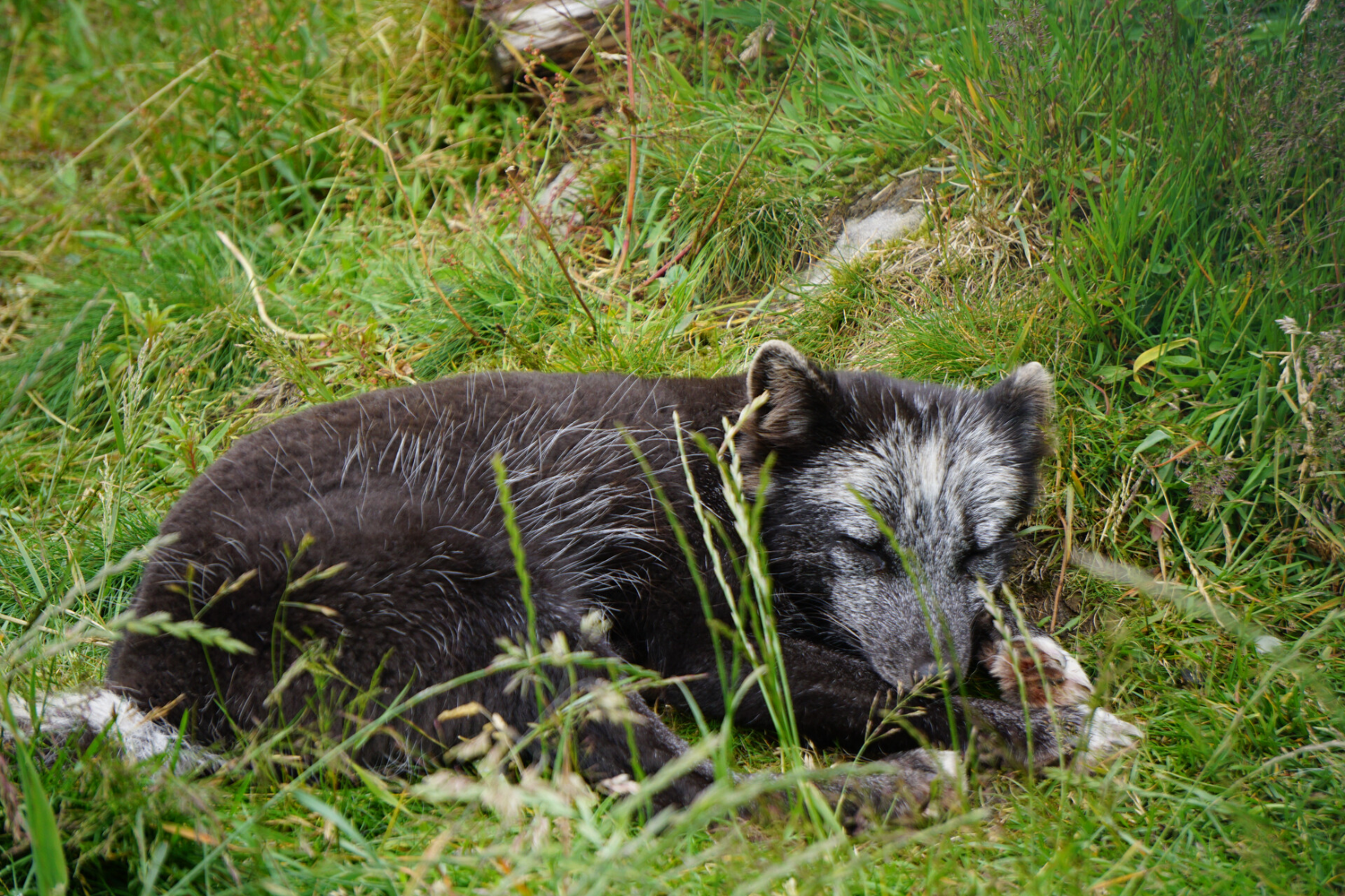schwarz/graues Tier dösend auf einer Wiese