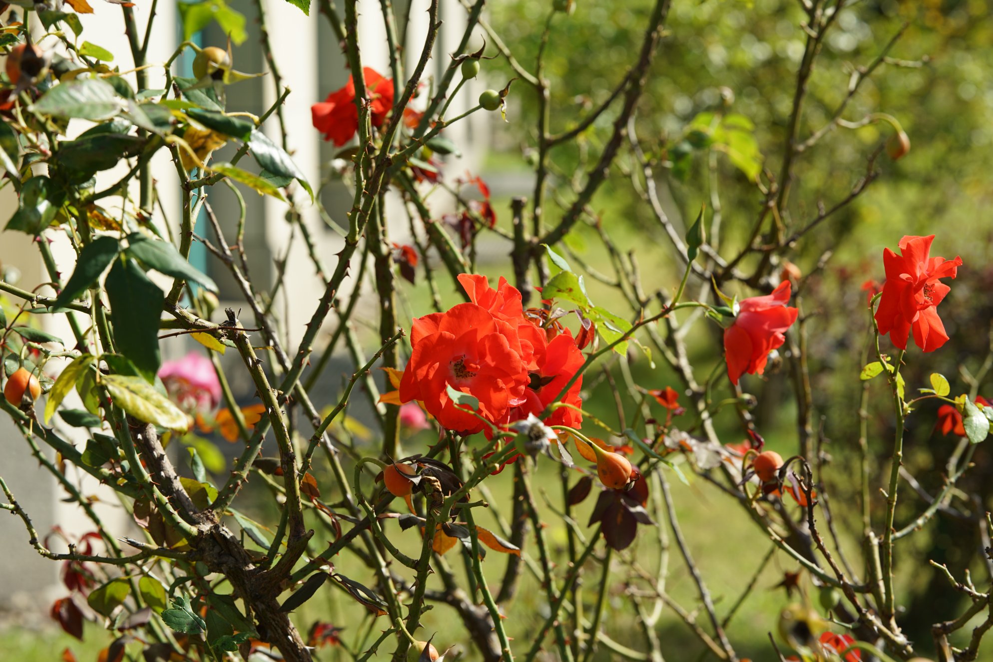 Rote Blüten eines Rosenstrauches, zwischen dornigem Gestrüpp 