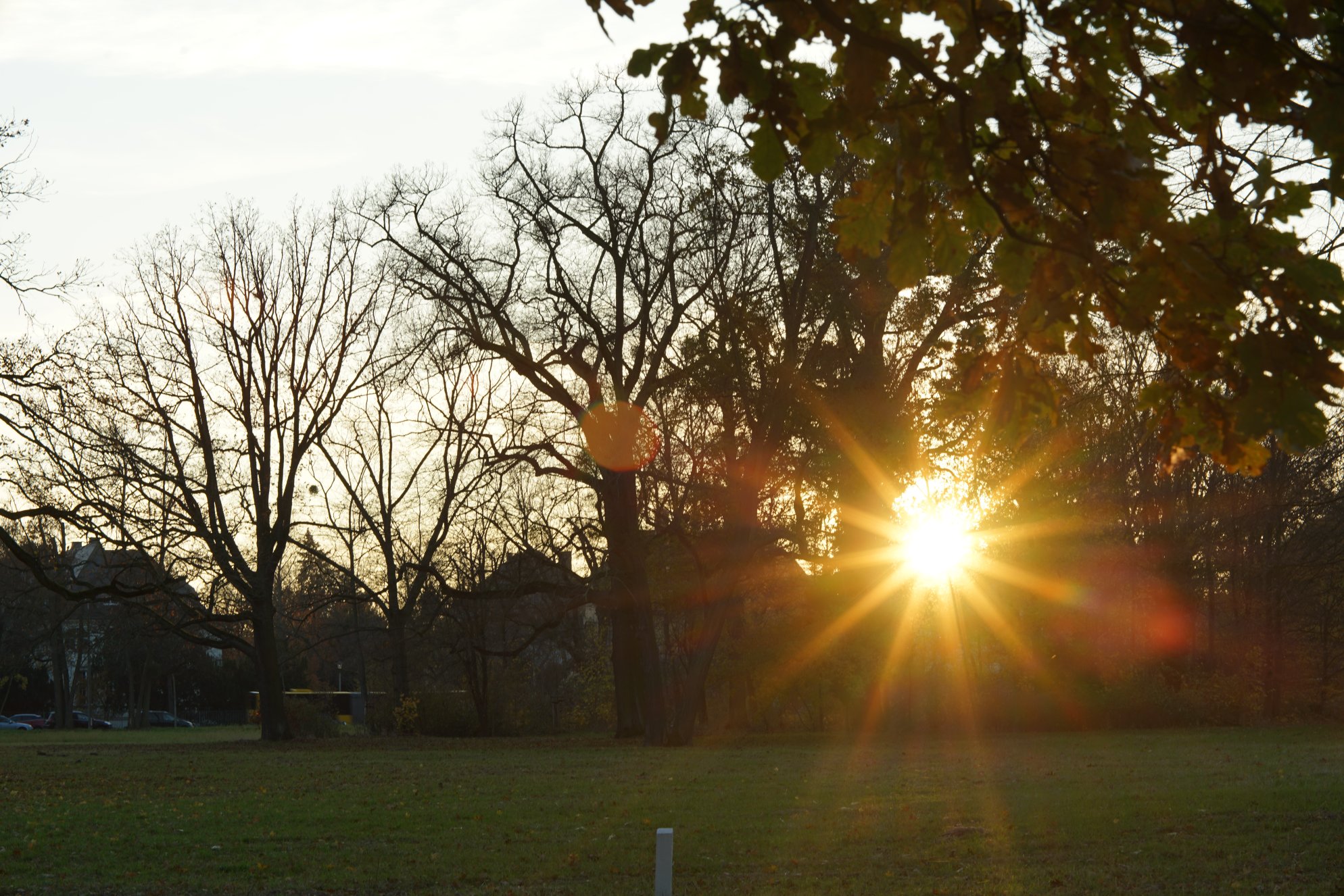 Sonne über einer Wiese 