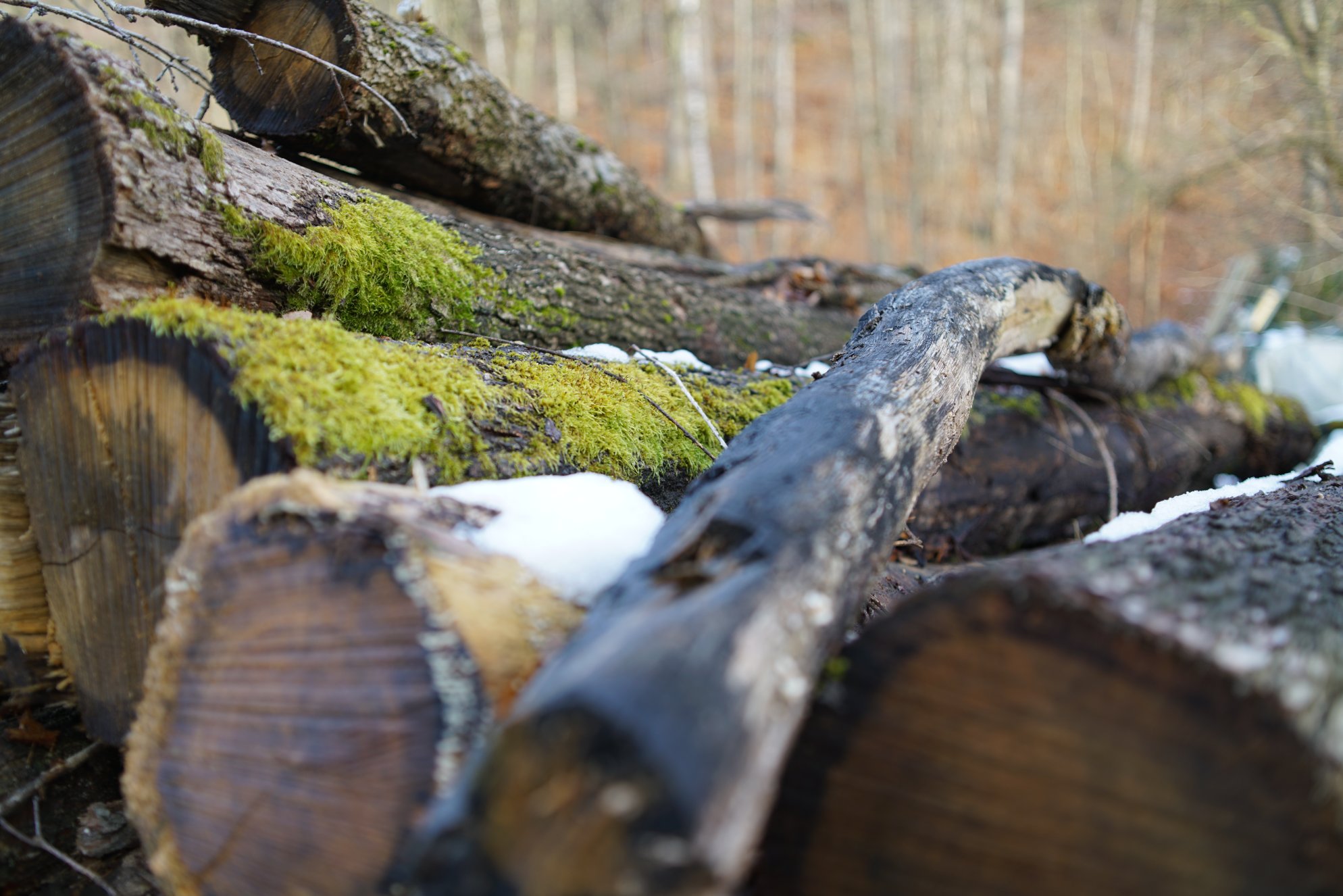 Stämme mit Moos und kleinen Schneeresten