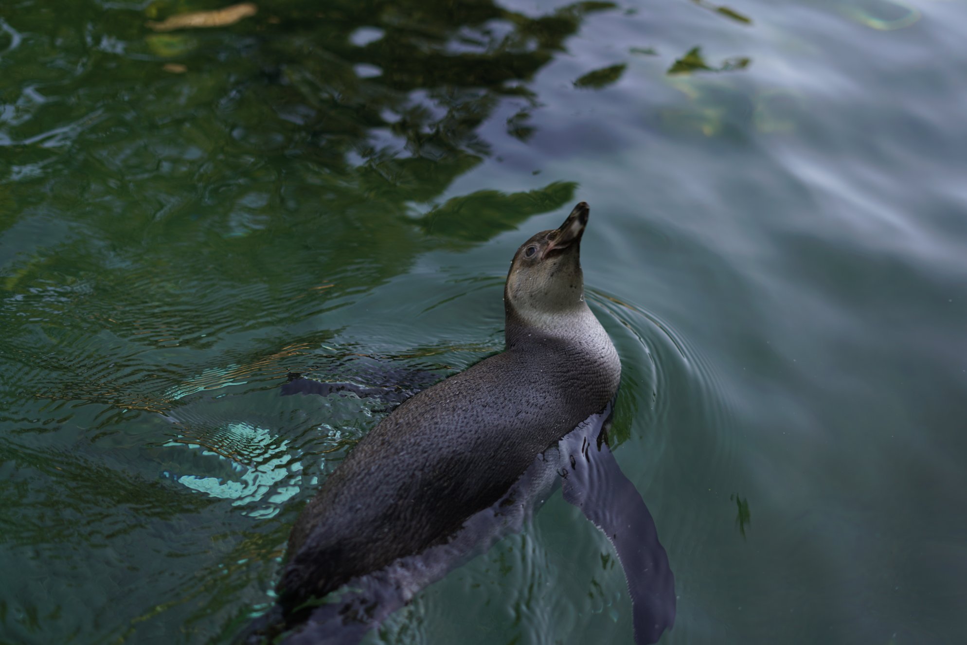 Pinguin schräg von oben, er blickt beim Schwimmen zurück über die Schulter in die Kamera 