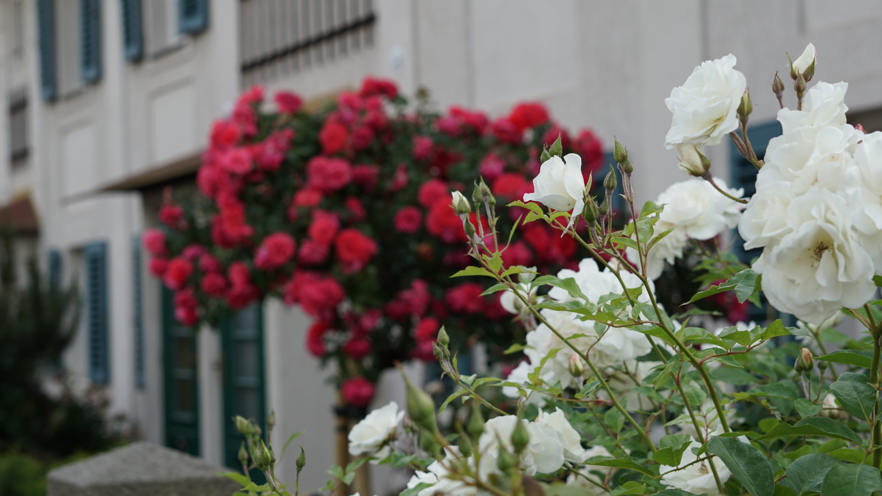 Fokus auf die weißen Rosen 