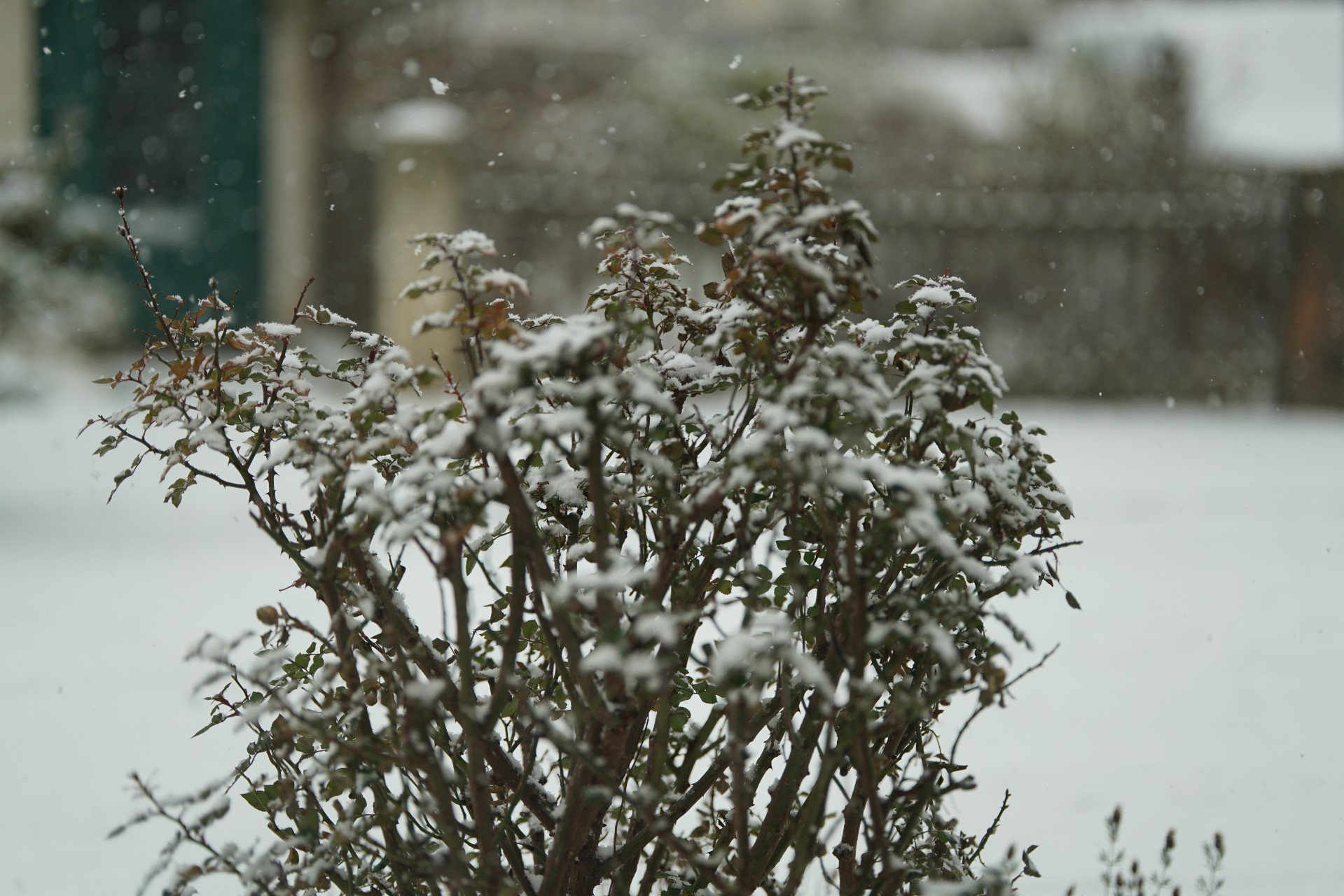 blütenloser Strauch, darum Flocken