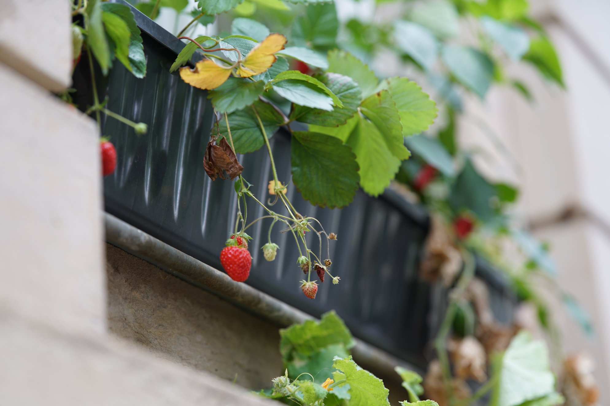 Fokus auf die Erdbeeren, keine Ahnung ob die Chili scharf sind, aber unscharf sind sie schon 
