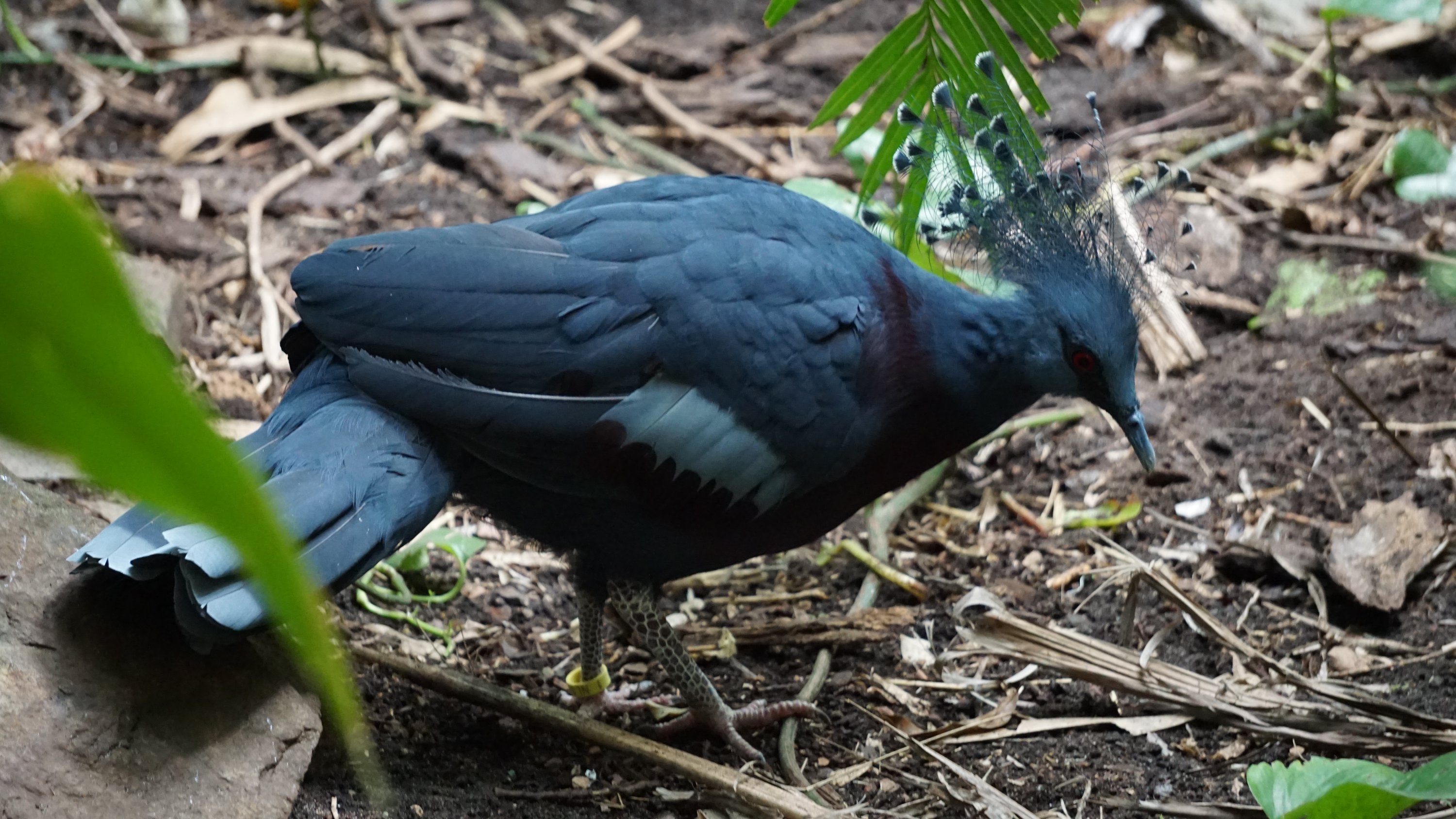 Vogel nochmals von der Seite aufgenommen 