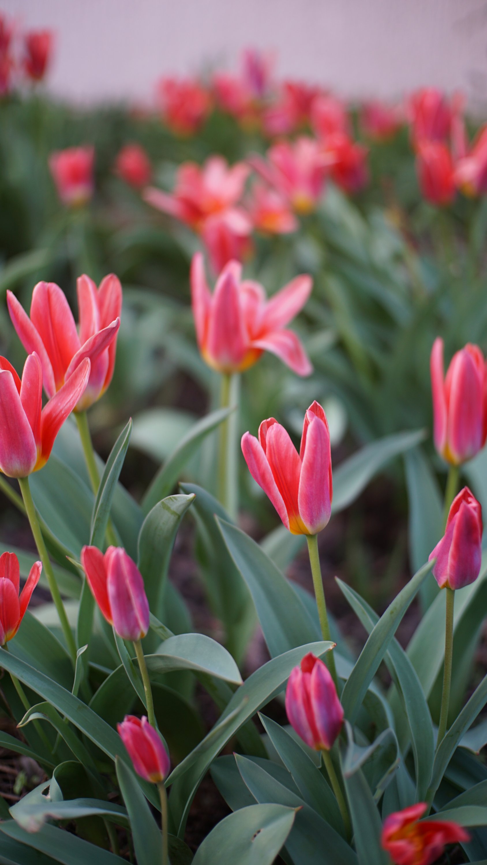 Blumen leicht geschlossen, viele weitere unscharf im Hintergrund