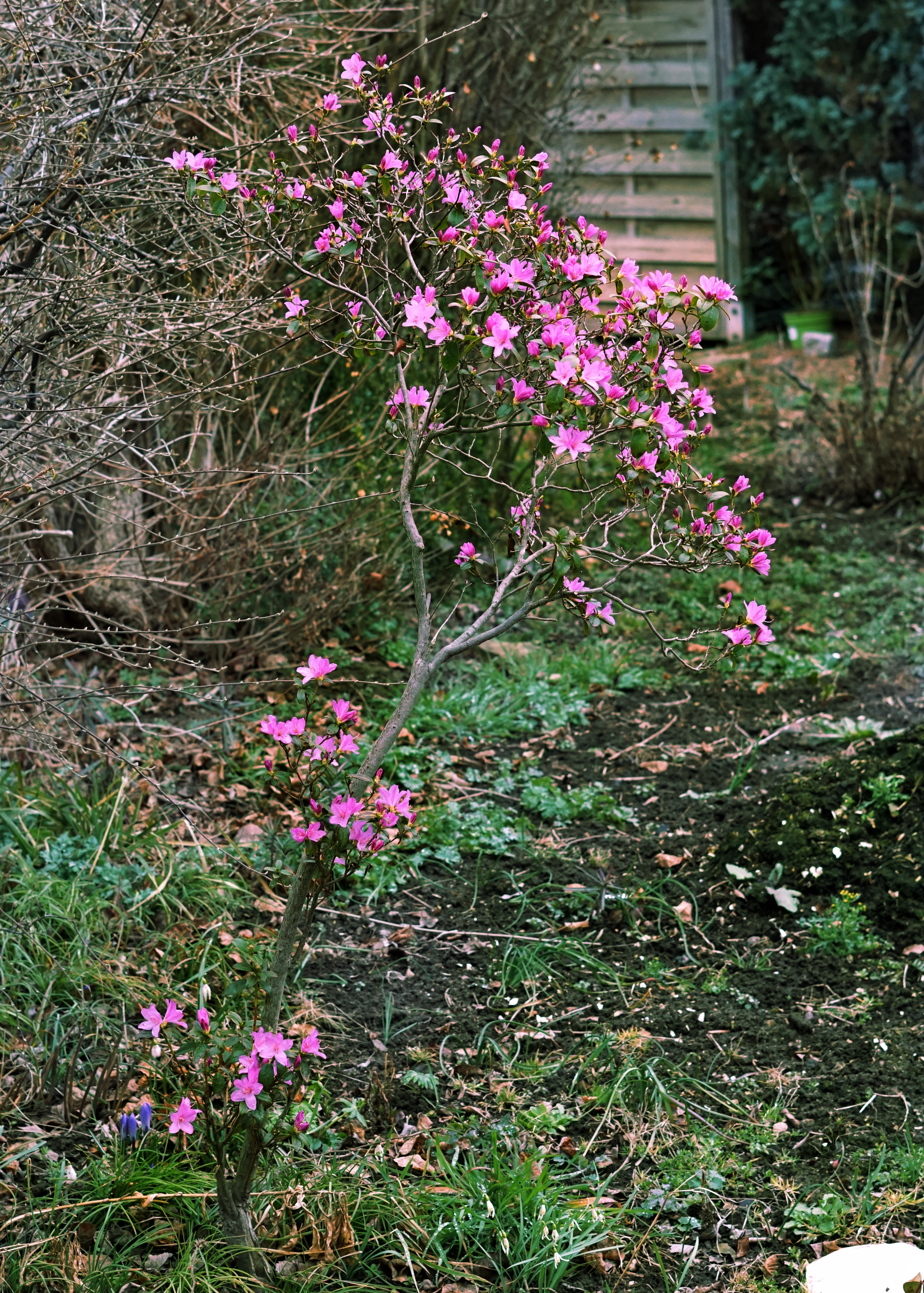 rosa blühender Strauch in einem Garten