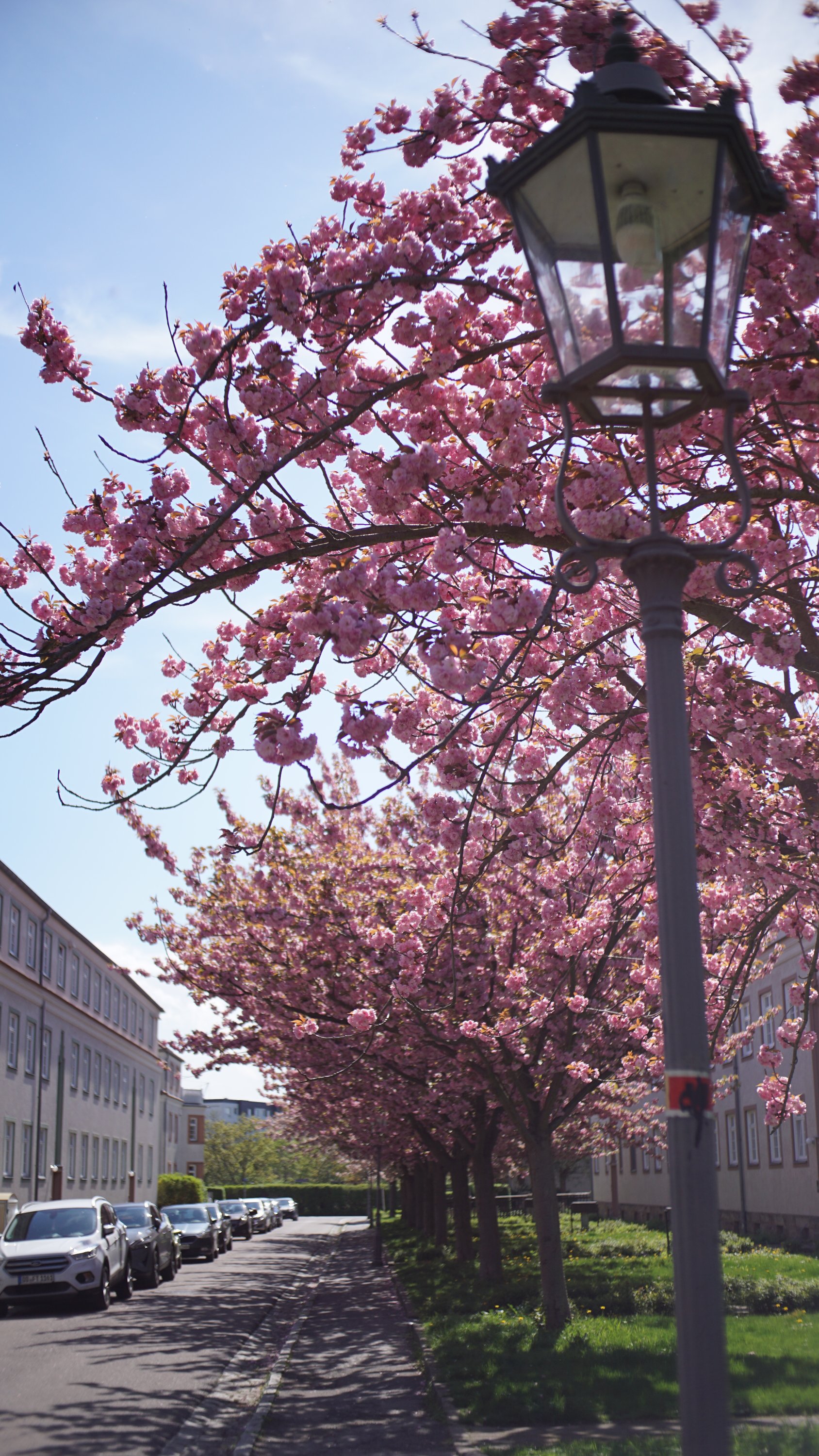 Straße mit rosa blühenden Bäumen 