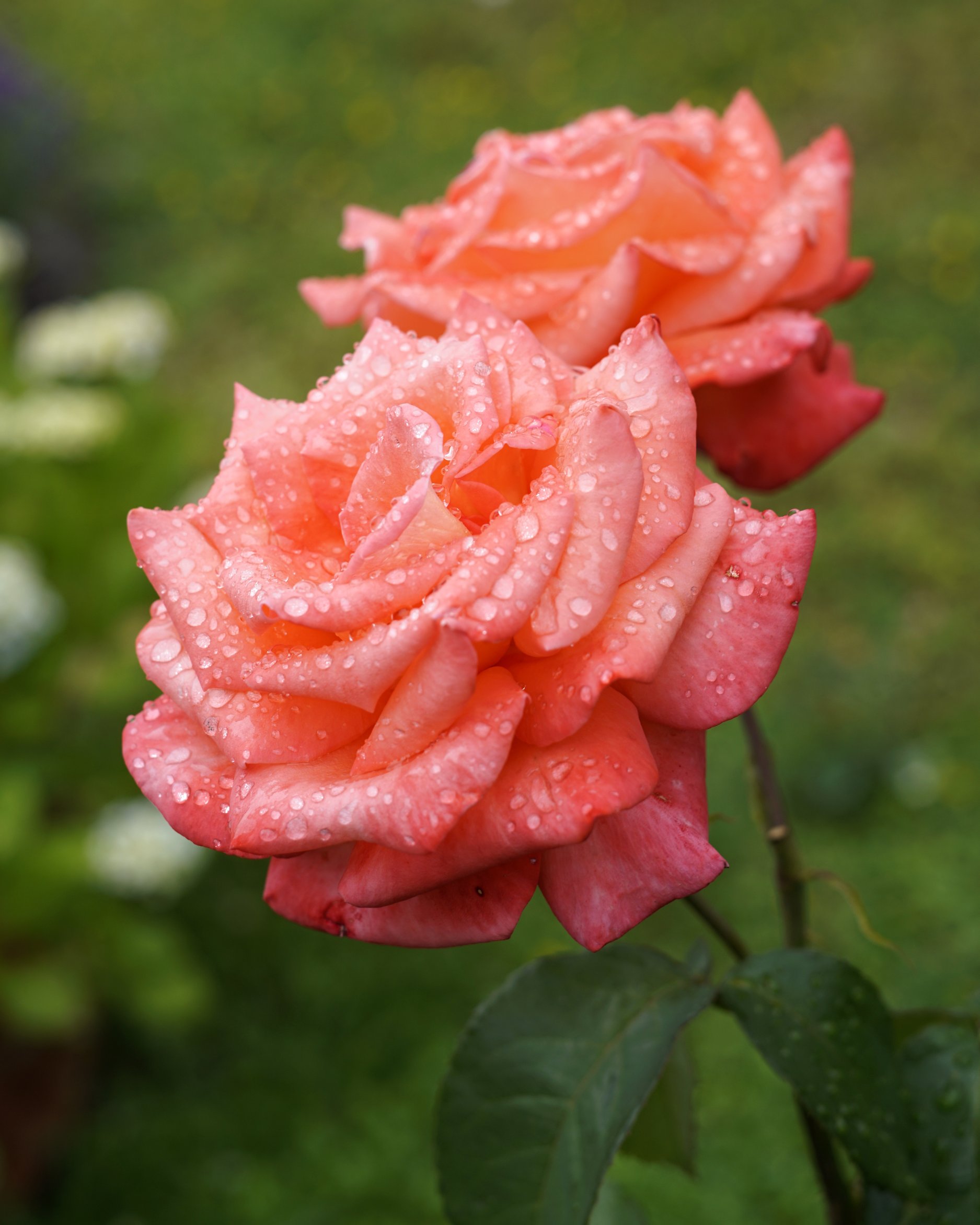 Leicht nachbearbeitet, Bild zweier Rosenblüten 