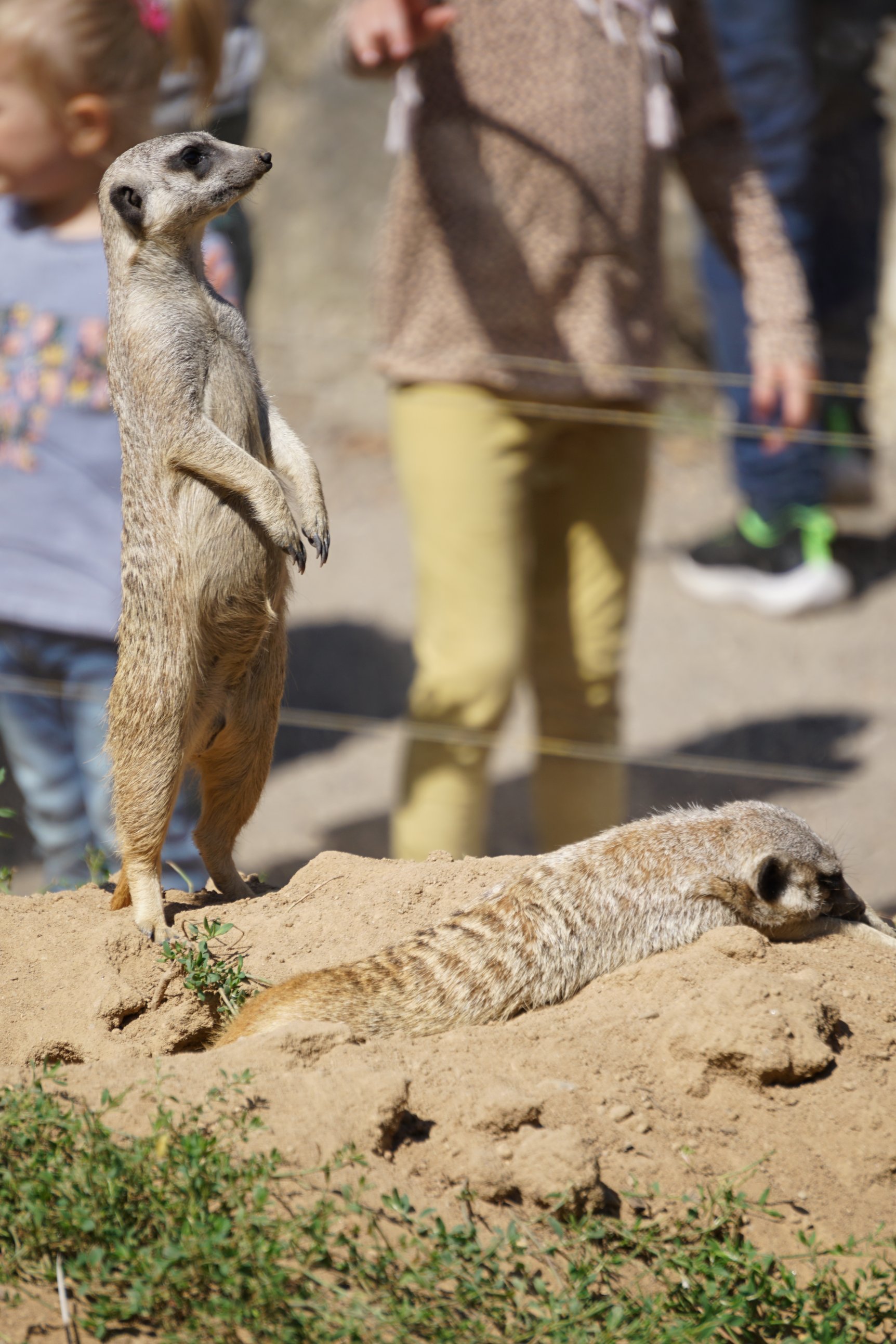 Ein Erdmännchen steht aufrecht, eines liegt sehr flach, im Hintergrund unscharf Besucherverkehr 