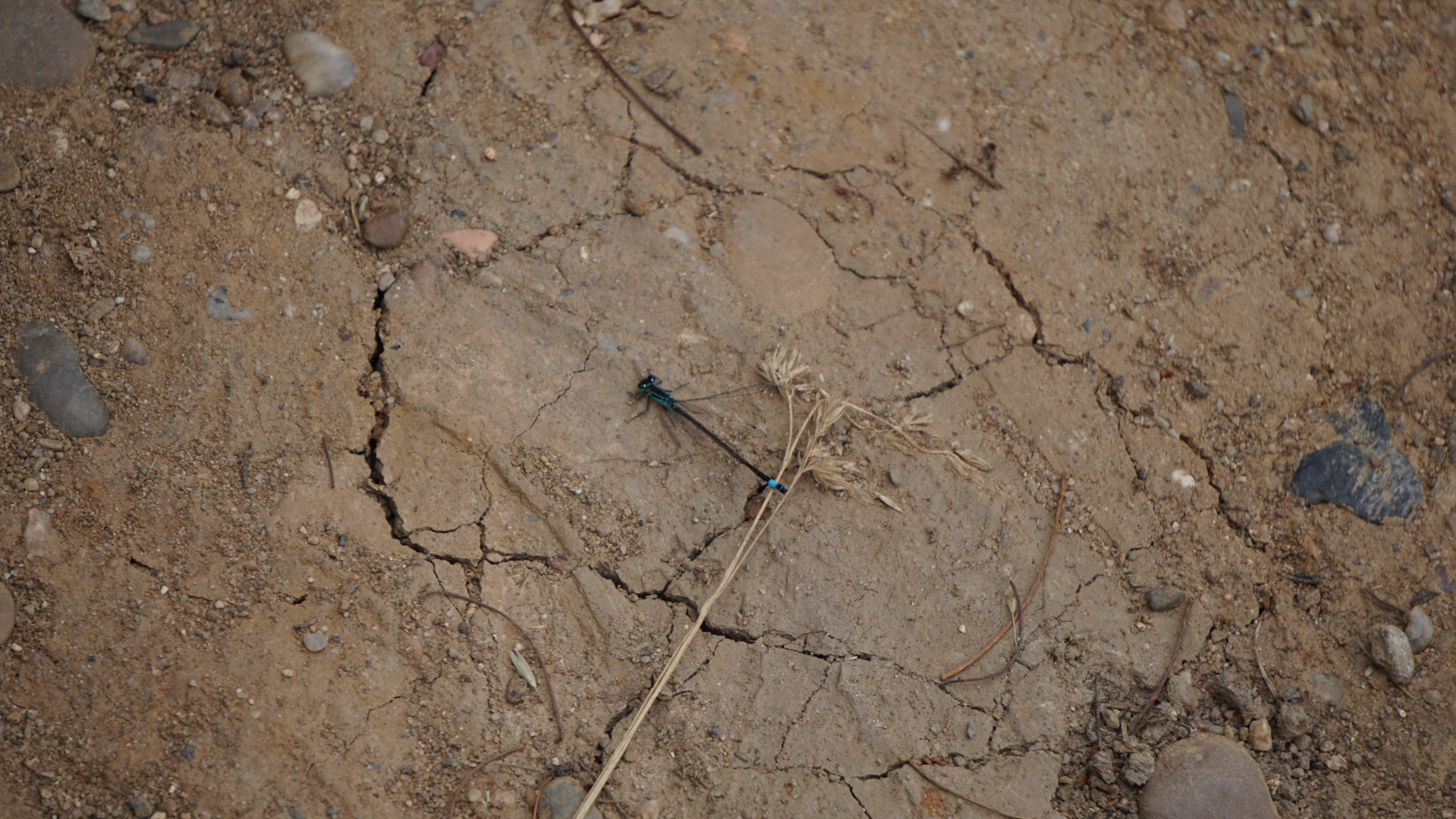 Libelle auf getrocknetem Sandboden