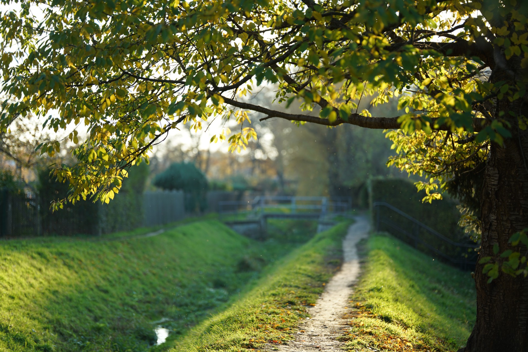 Landgraben, Äste eines Baumes und Licht dass Insekten aufleuchten lässt