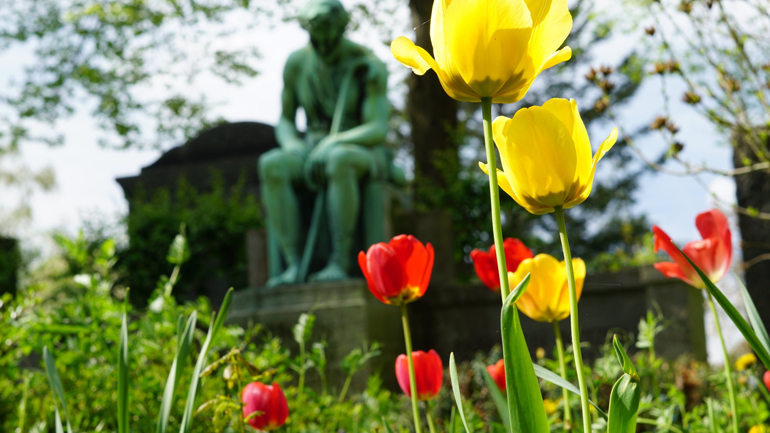 Jetzt Fokus auf die Tulpen 