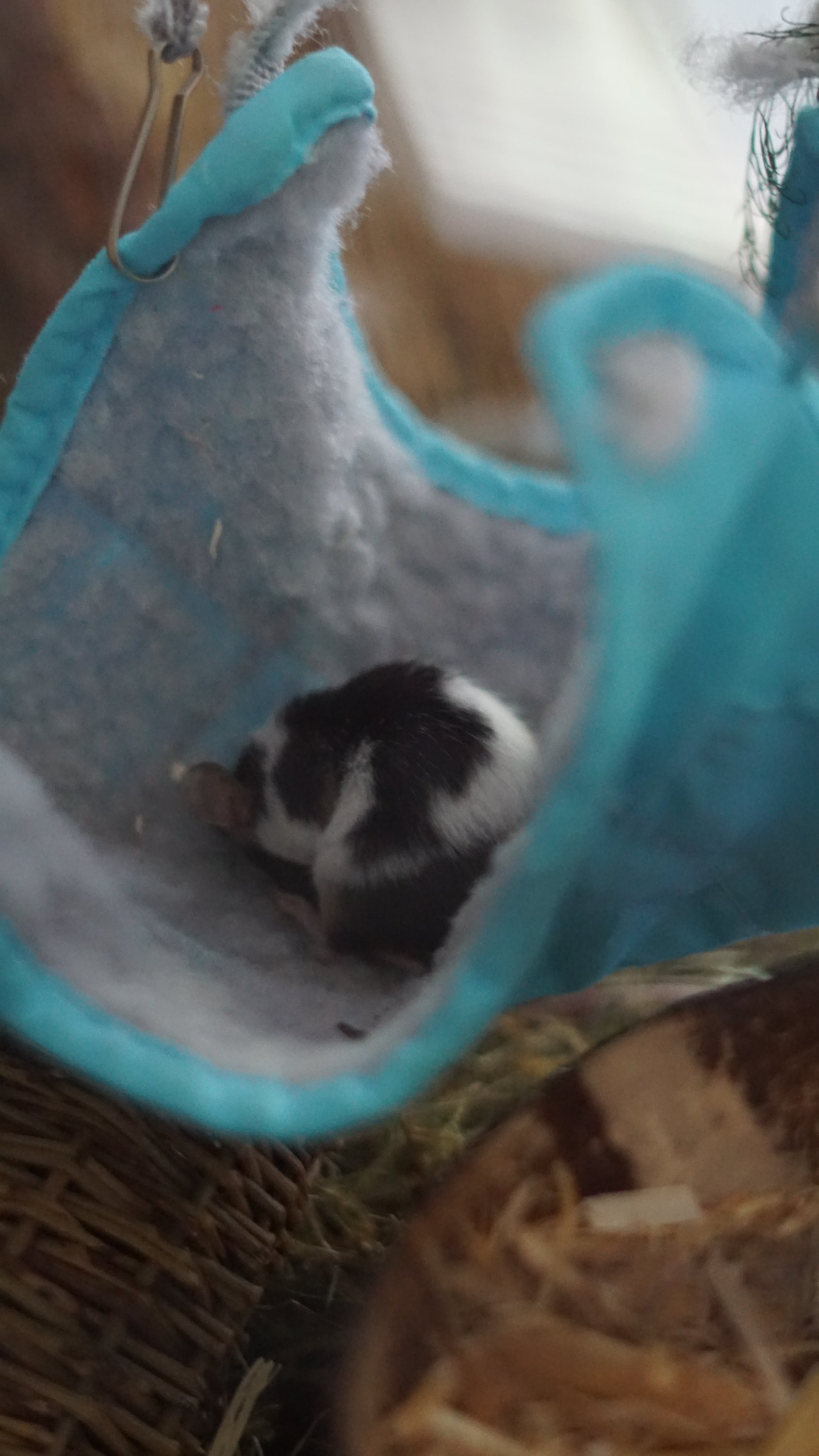 Farbmaus in Hängematte 